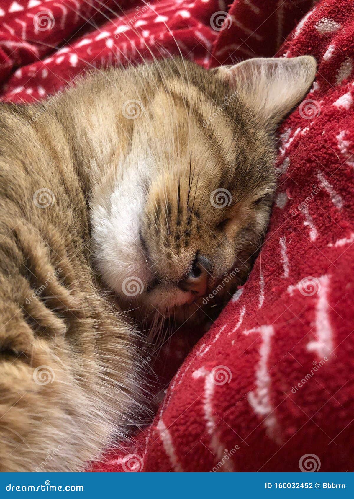 Closeup of a Cute Tabby Cat Sleeping on Bed Stock Photo Image of