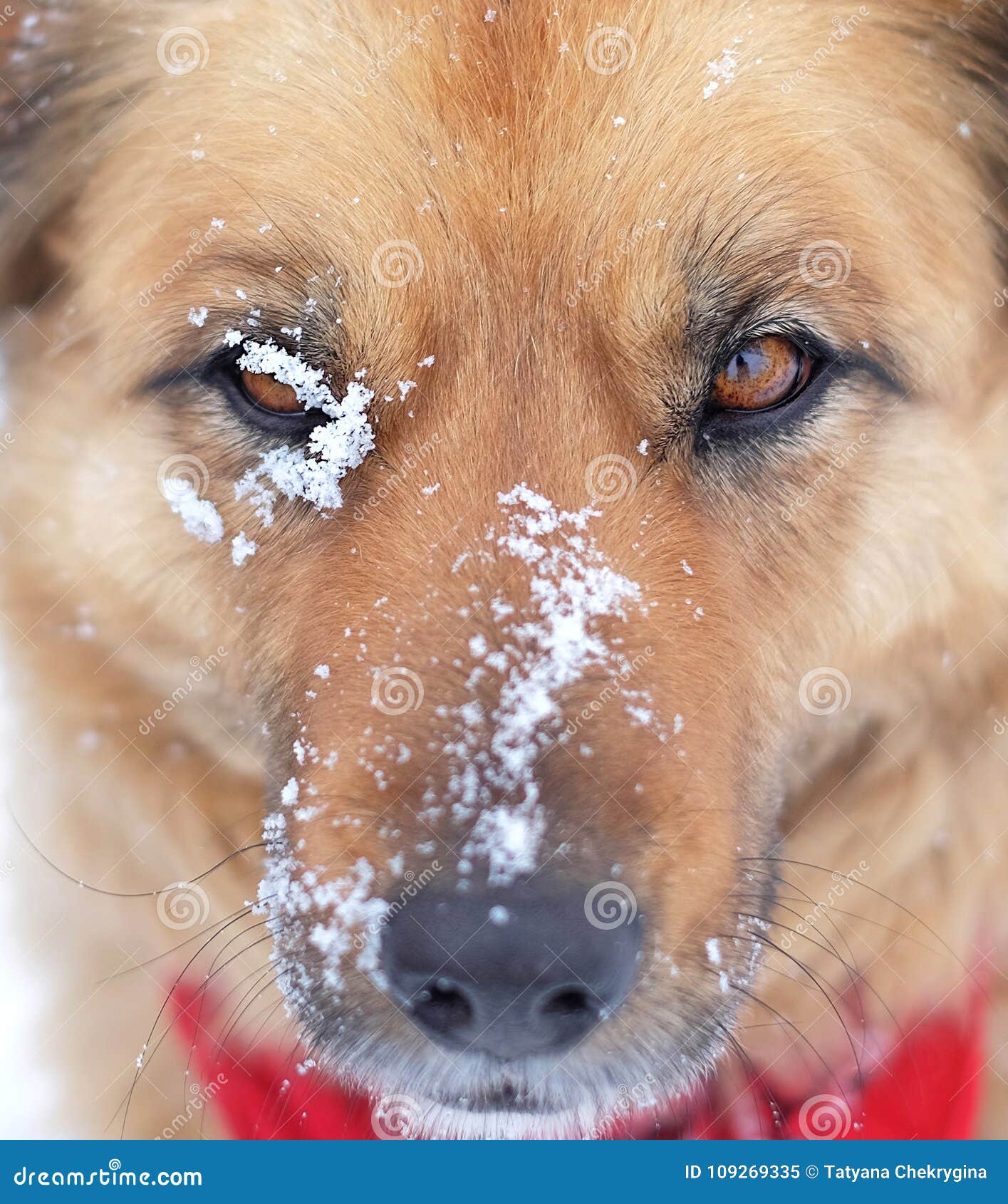 Closeup Face Headshot of Dog in Winter Stock Image Image of