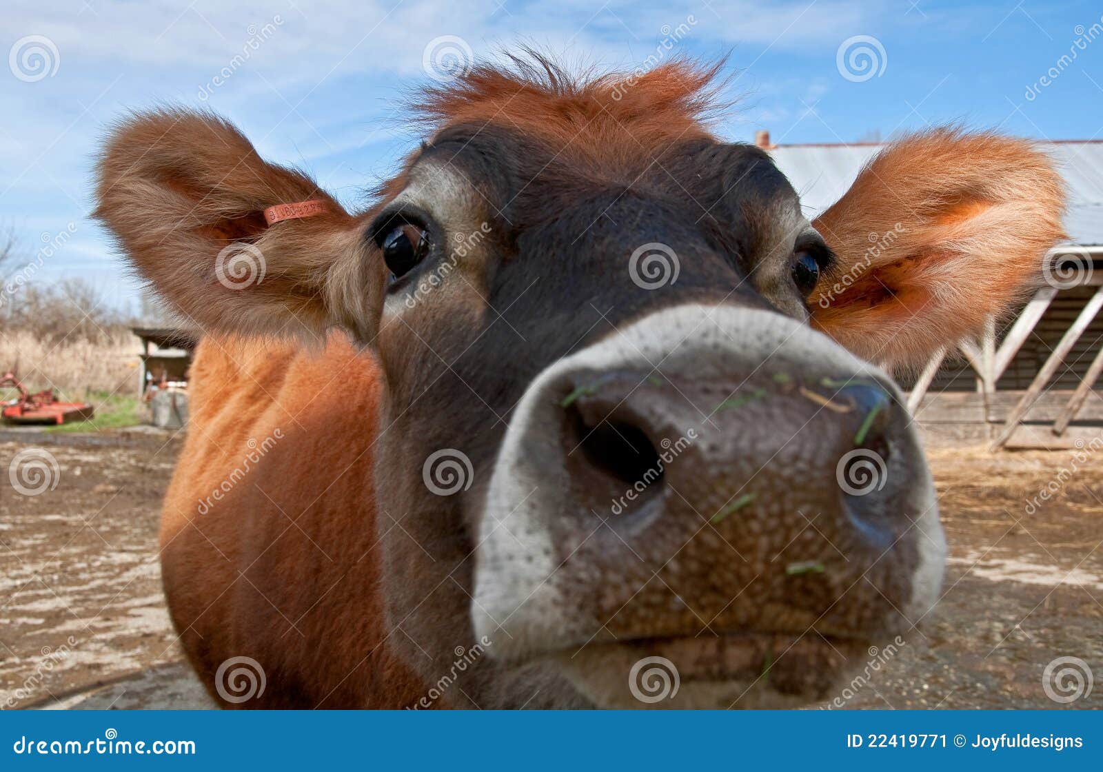 Closeup Face Of Young Jersey Cow Heifer Stock Image Image 22419771