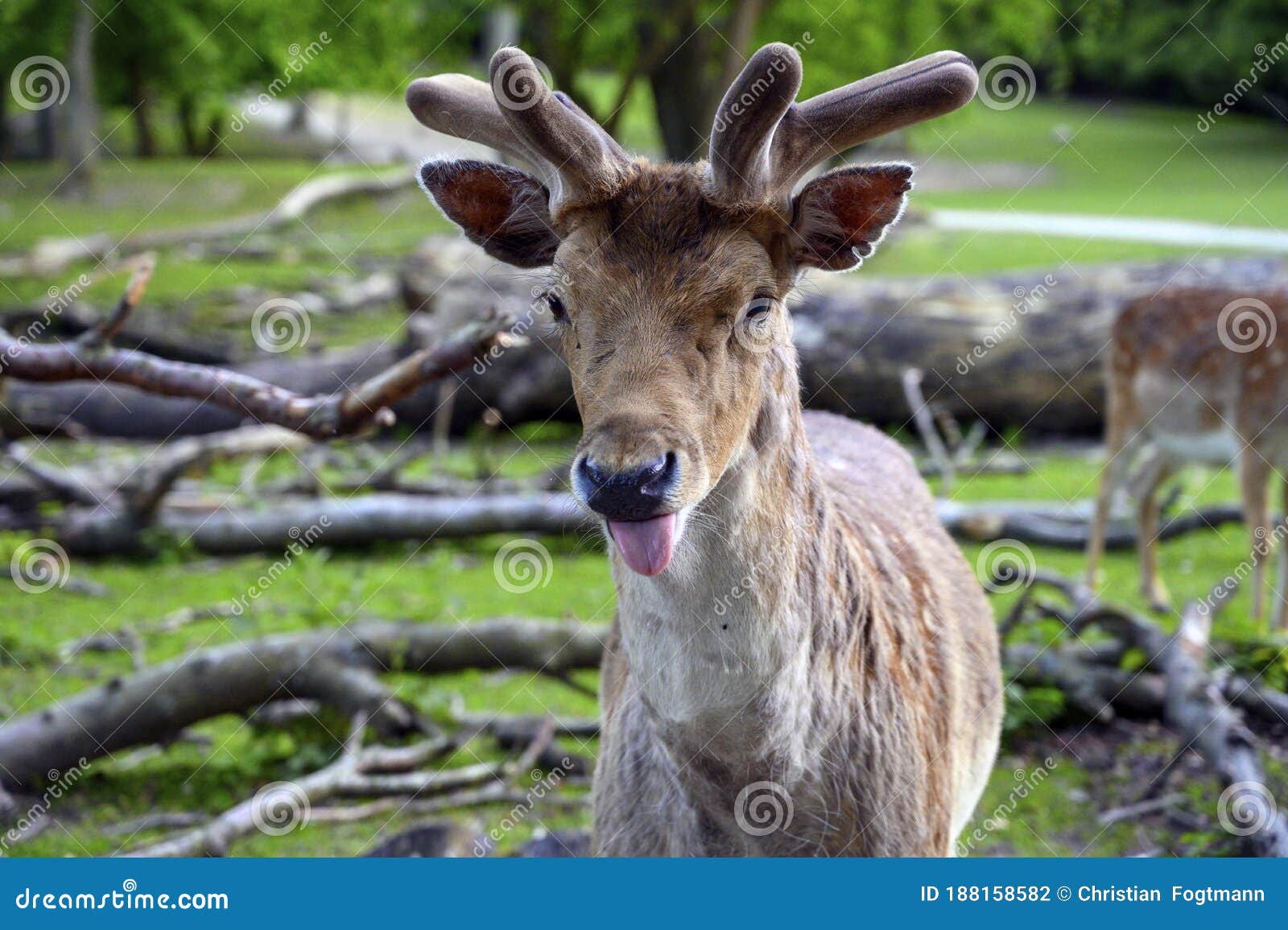 Closeup of a Fallow Deer with Its Tongue Sticking Out Stock Photo