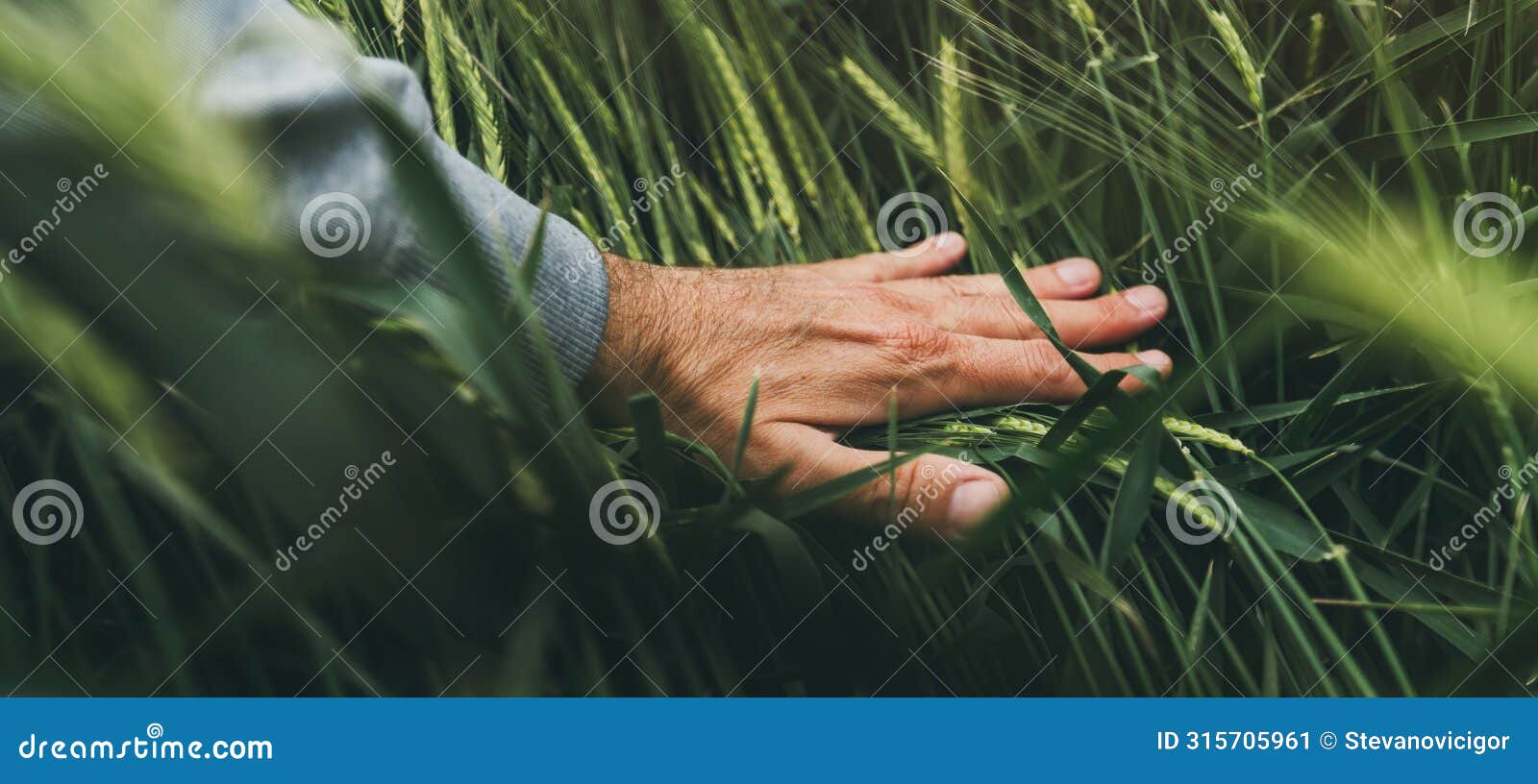 closeup of farmer's hand gently touching green ripening barley ears in cultivated field, concept of organic agricultural