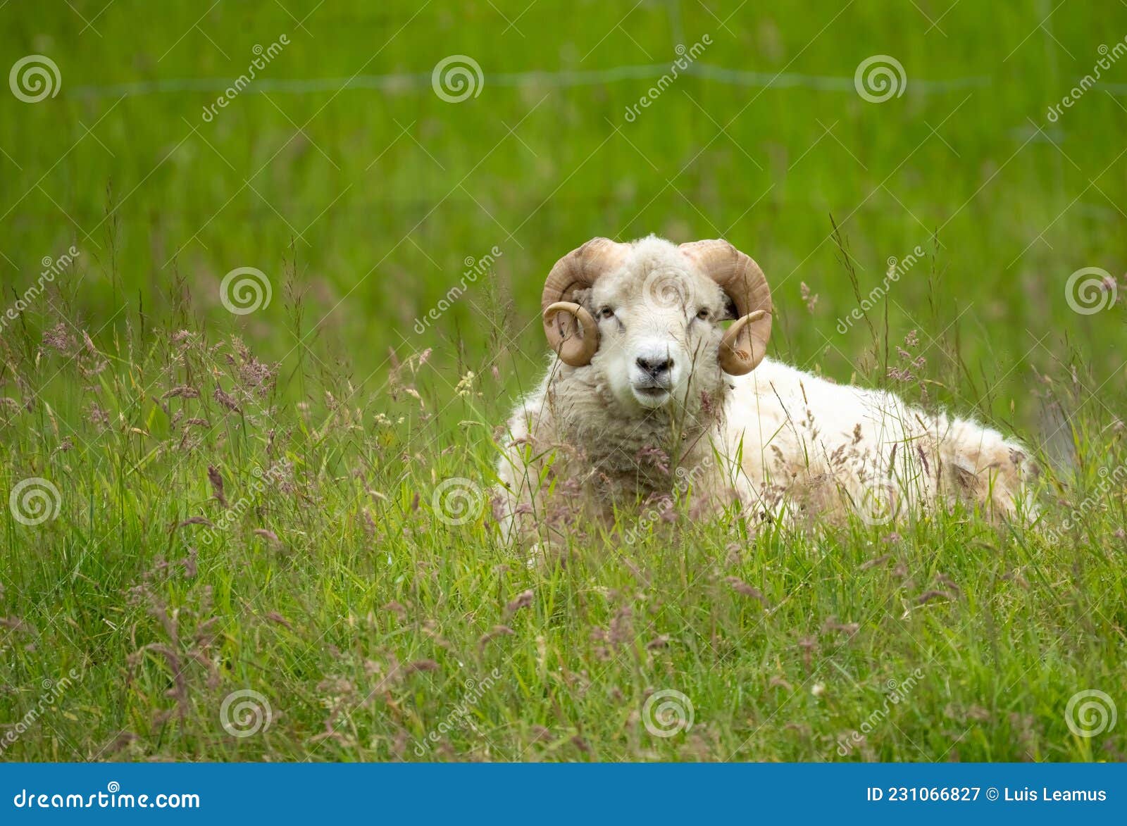 closeup of a faroese ram ruminating and resting on the grass fields of vÃÂ¡gar vÃÂ¥gÃÂ¸ island, faroe islands