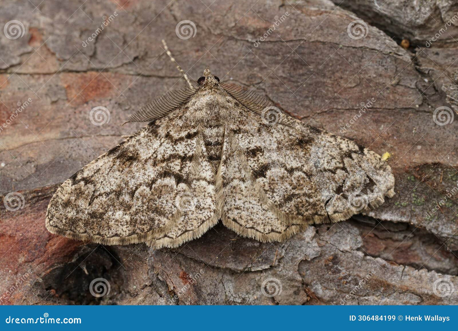 closeup on the feathered beauty geometer moth, peribatodes secundaria sitting on wood