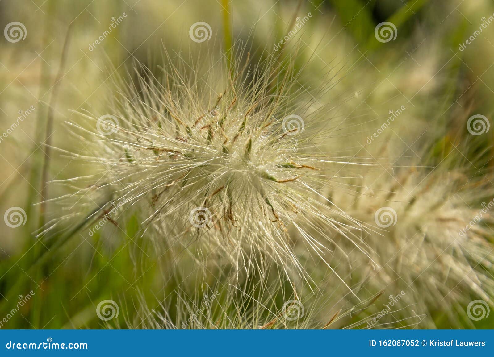 closeup of feathertop grass  flower, selective focus