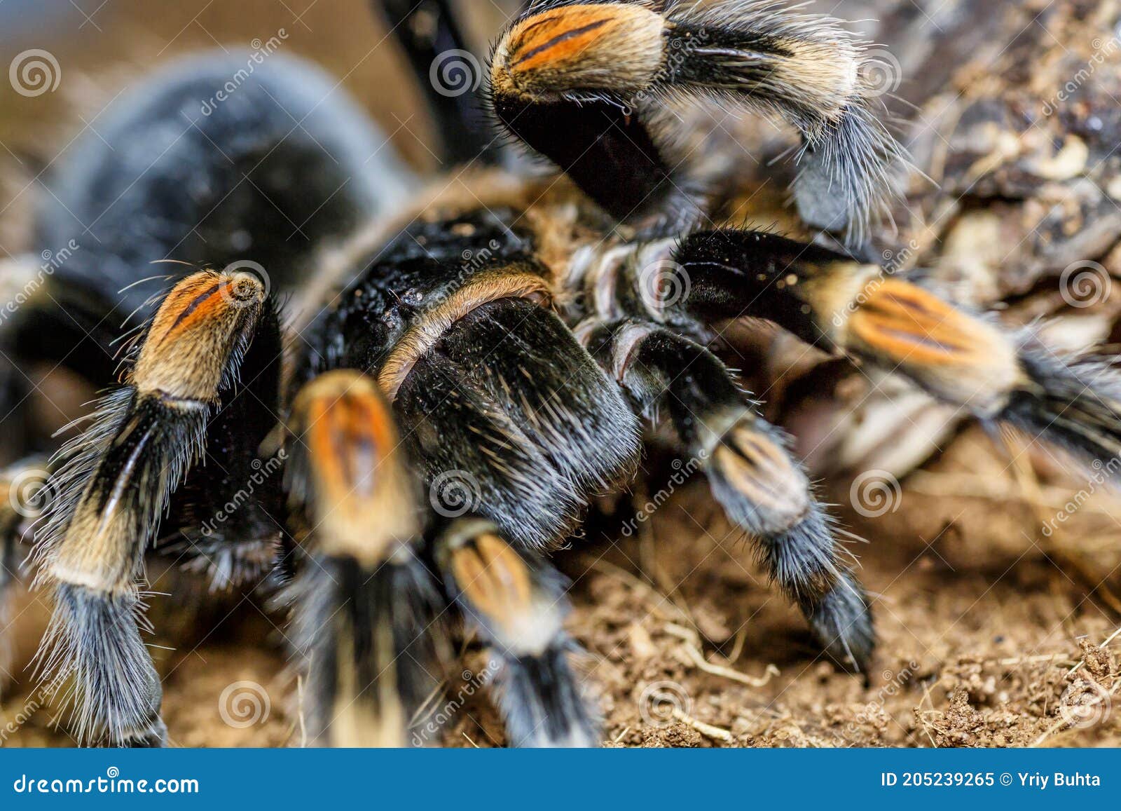 Closeup Female of Spider Tarantula Lasiodora Parahybana in Threatening ...