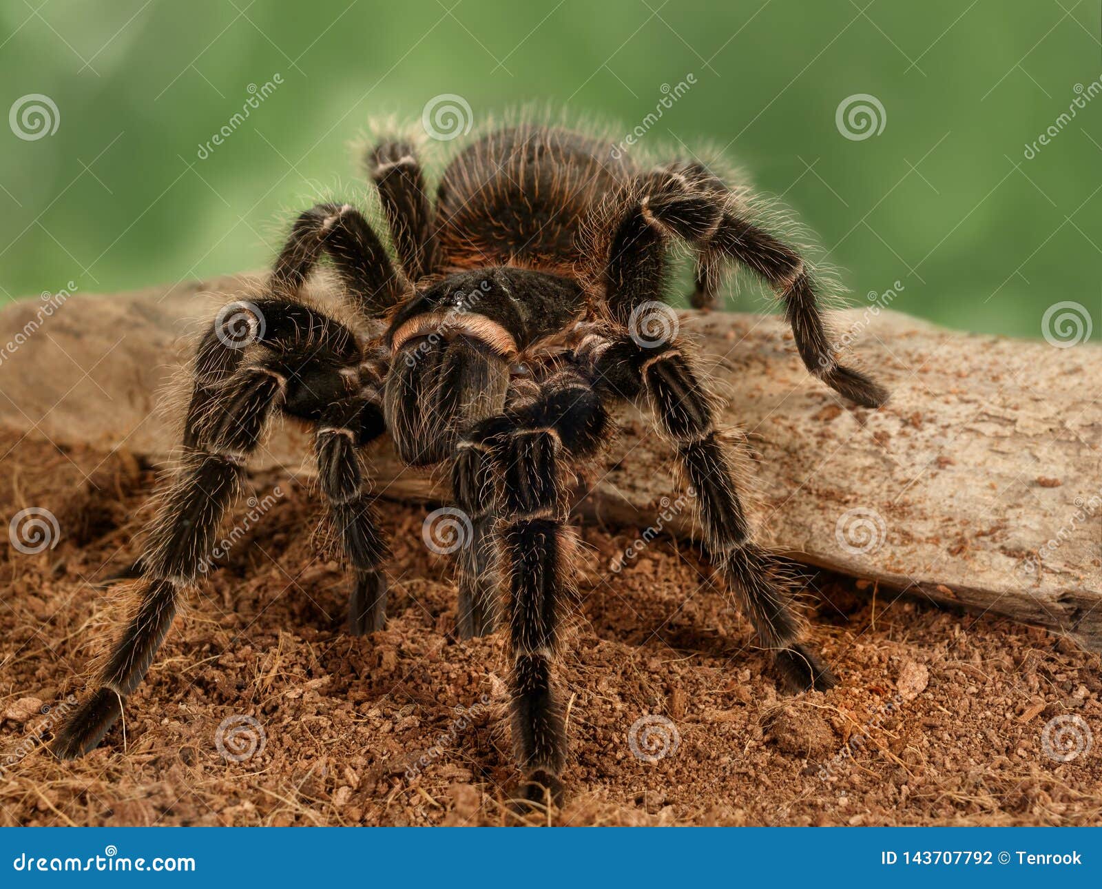 Closeup Female of Spider Tarantula on the Snag on Green Leaves ...