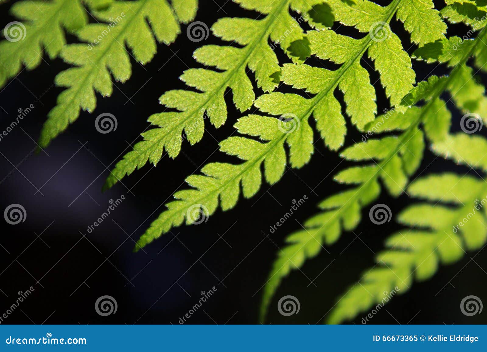 closeup of a fern frond