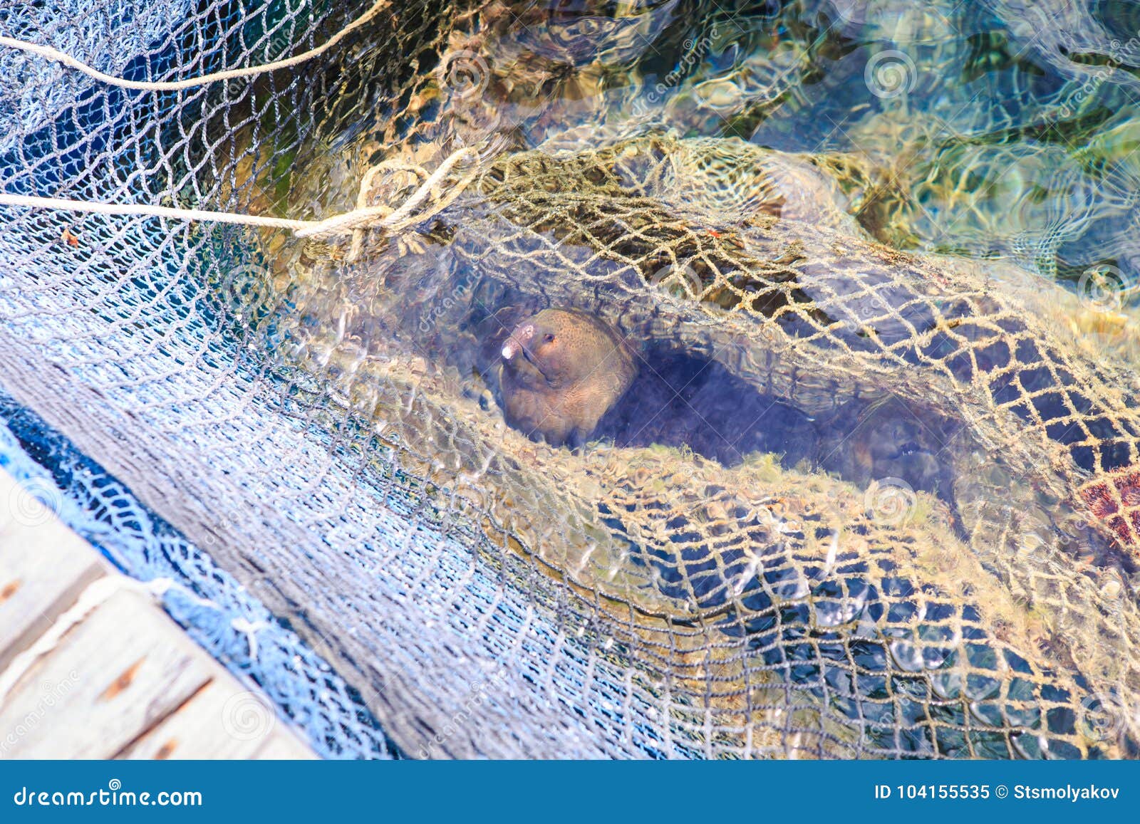518 Fish Nets Pond Stock Photos - Free & Royalty-Free Stock Photos from  Dreamstime