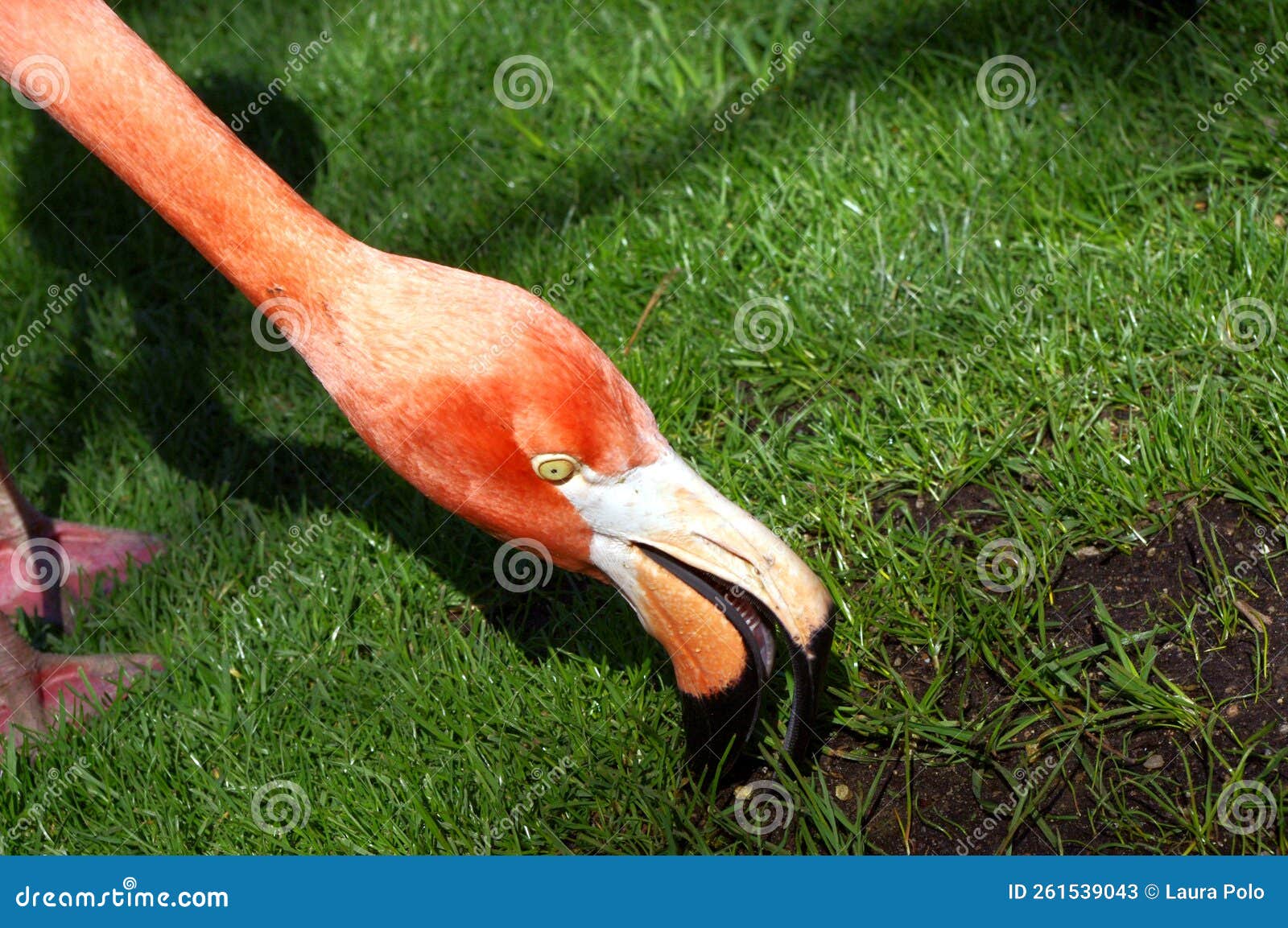 closeup of flamingo looking for food