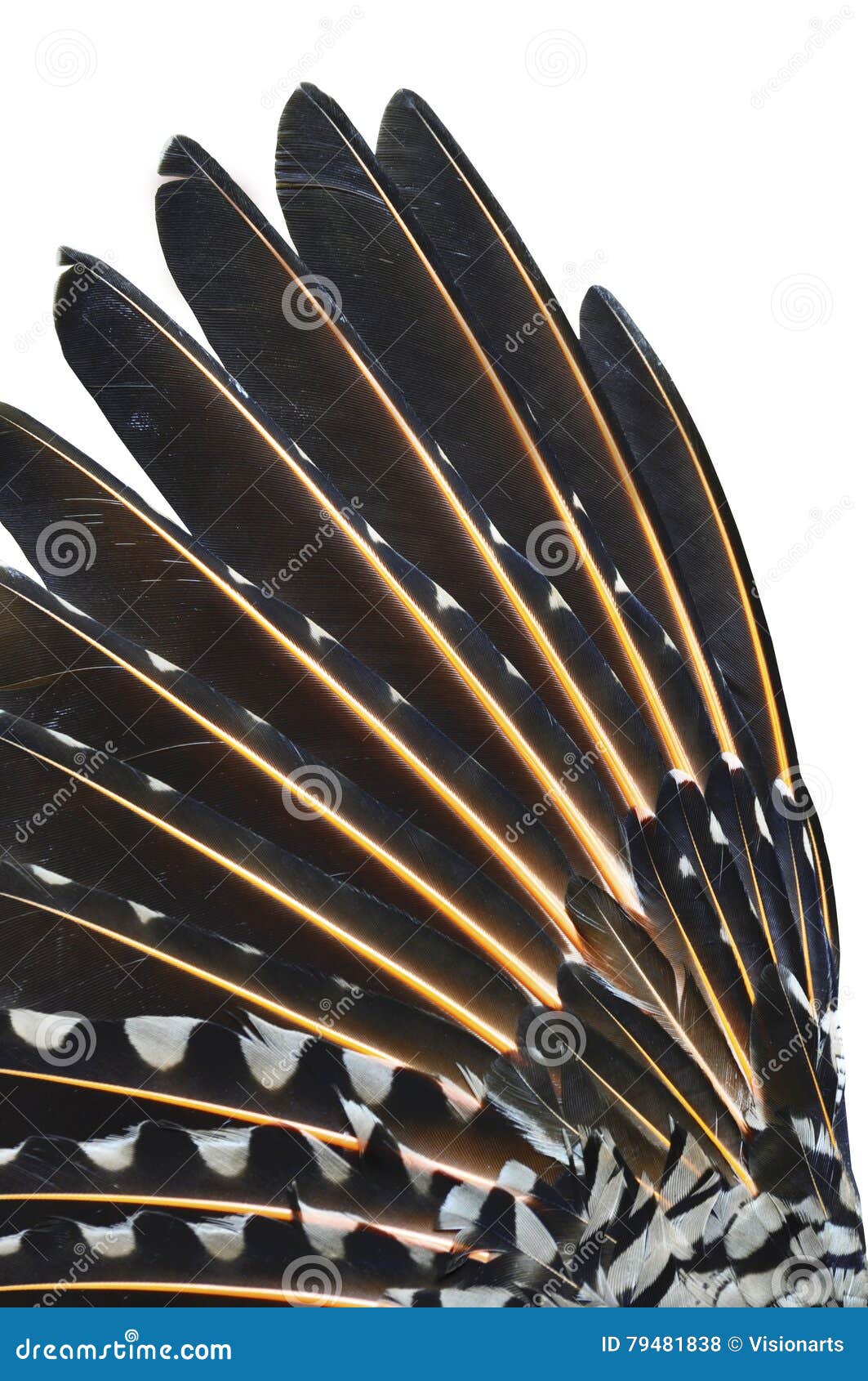 flicker feather flicker feather