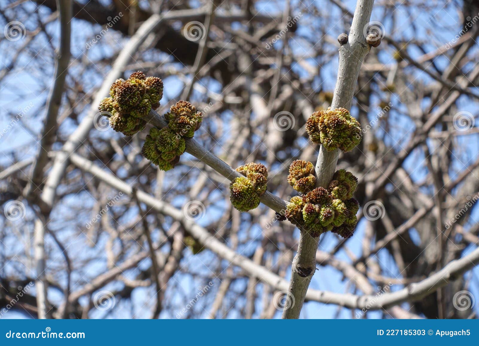 Closeup of Flower Buds of Acer Negundo Against Blue Sky in March Stock ...