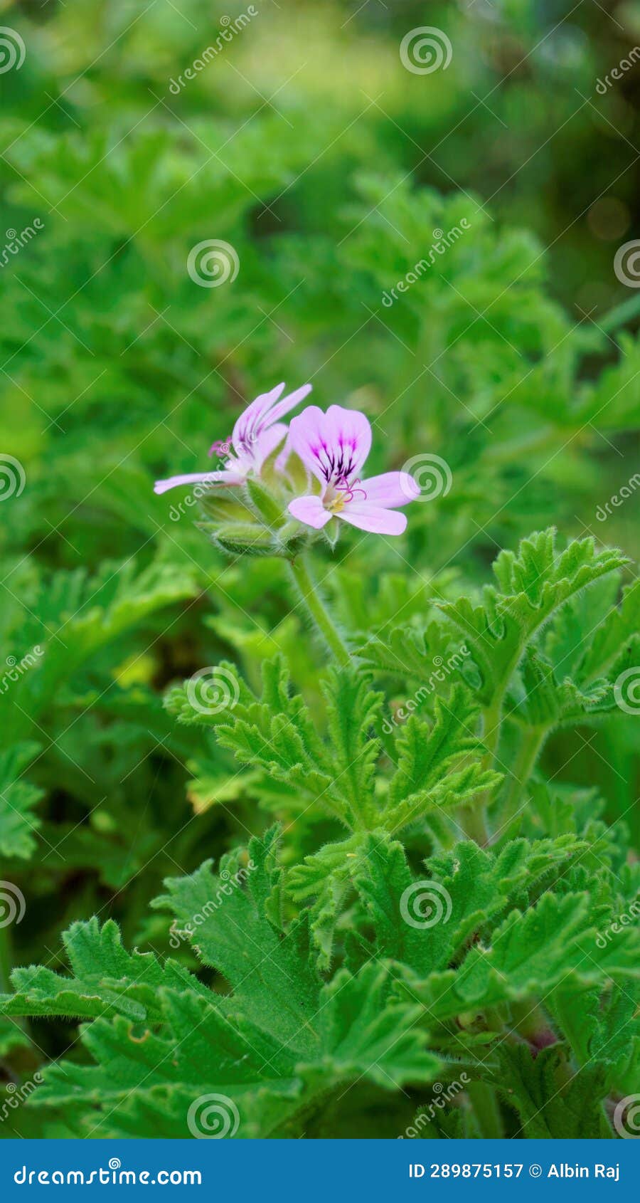 closeup of flower head of pelargonium graveolens also known as rose scented pelargonium, citronella, cola, sweet, rose scented