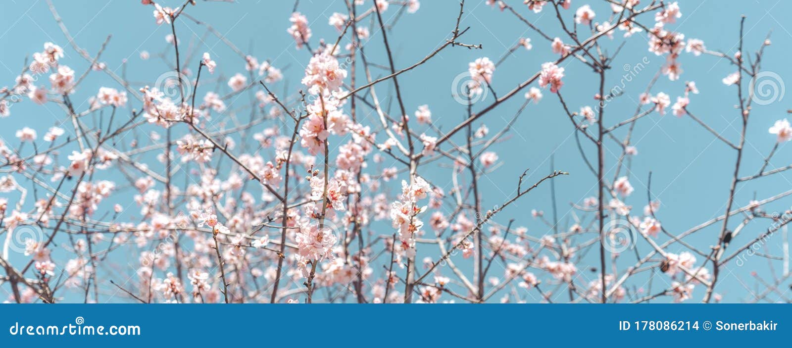 Closeup Flower of Plum Blossom in Spring. Banner and Background of Spring Flowers and Pollination Concept. Stock Photo - Image of orchard, outdoor: 178086214 Closeup Flower of Plum Blossom in Spring. Banner and Background of Spring Flowers and Pollination Concept. Stock Photo - Image of orchard, outdoor: 178086214