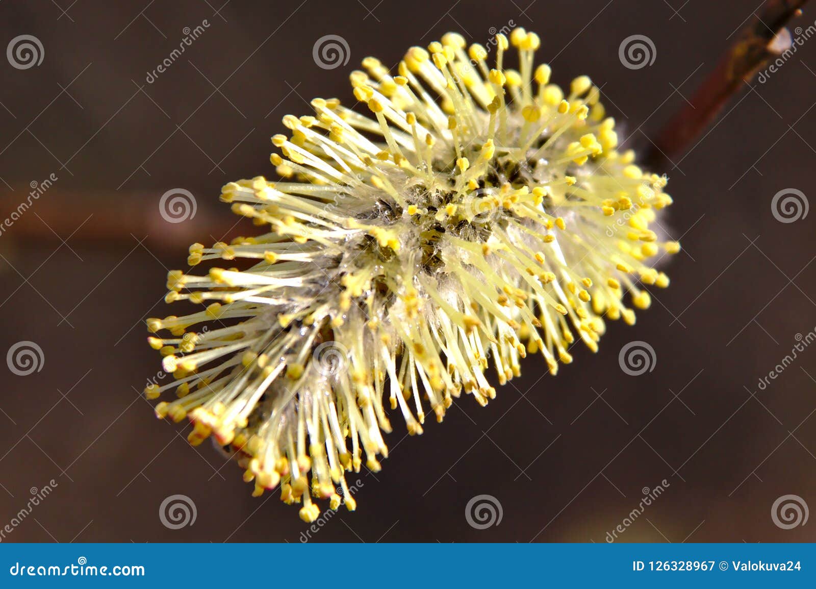 Willow blooming stock image. Image of nectar, green 126328967