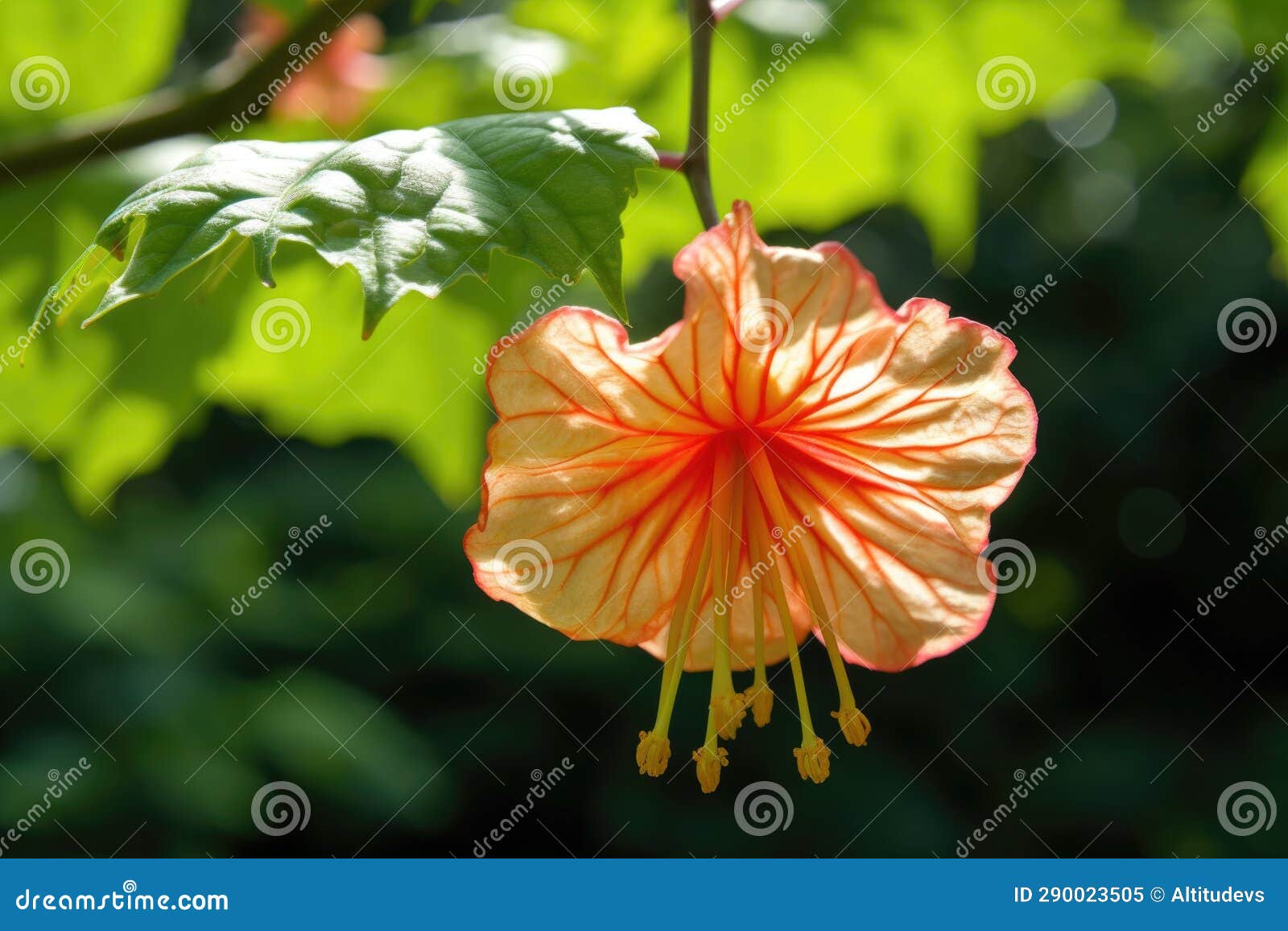 Closeup of a Flowering Maple Tree Growing in the Summer Sun Stock Image