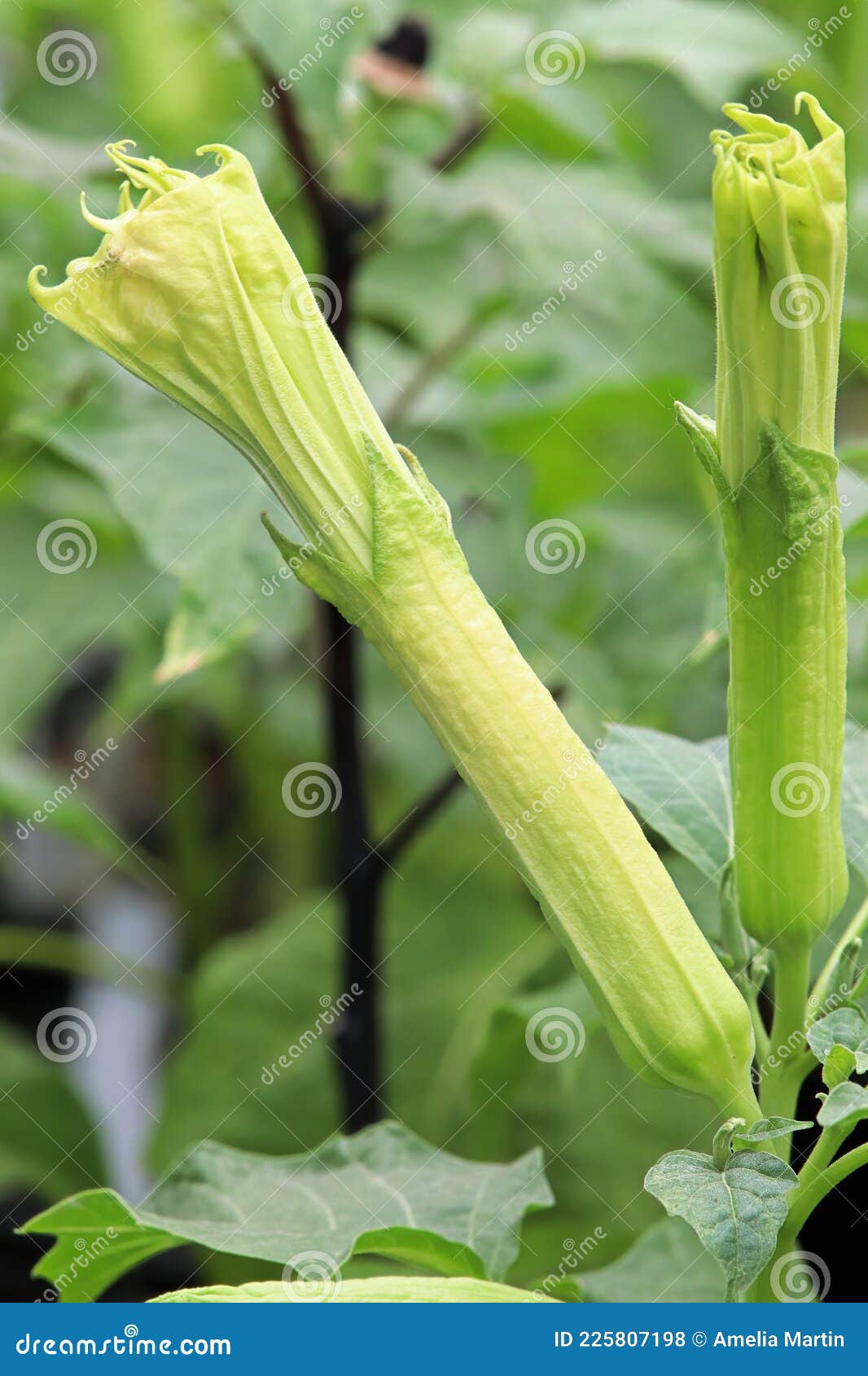 closeup of the flowers on a datura plant