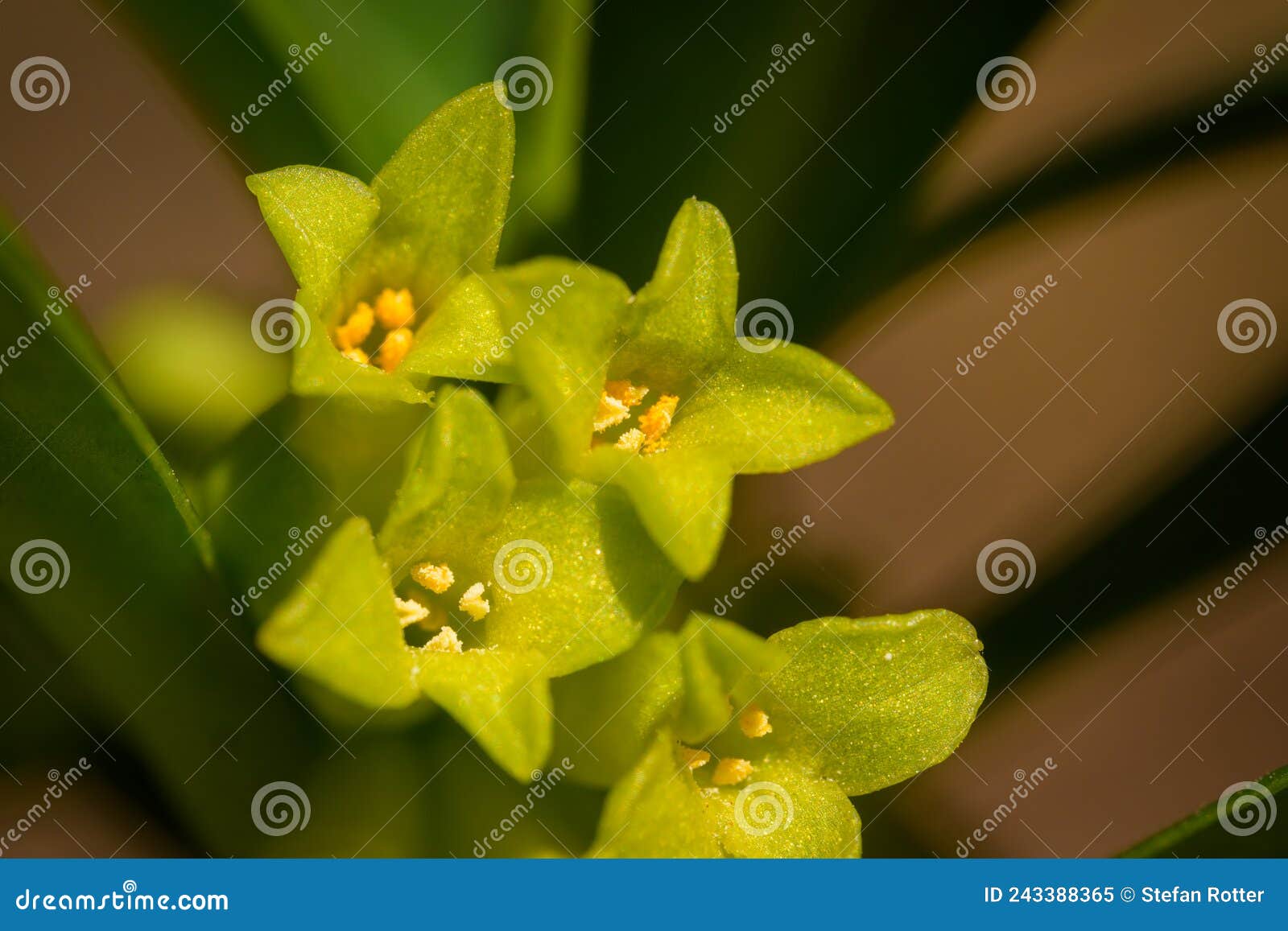 closeup of the flowers of a spurge laurel
