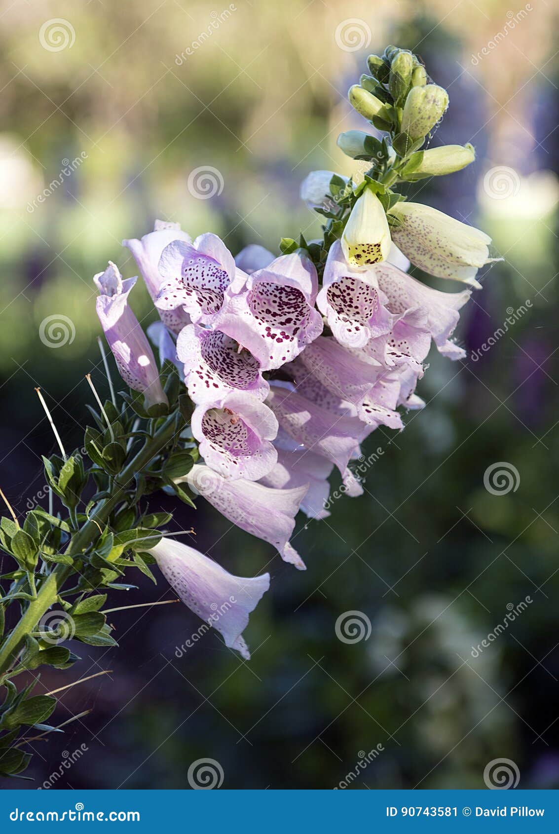 closeup foxglove, digitalis purpura