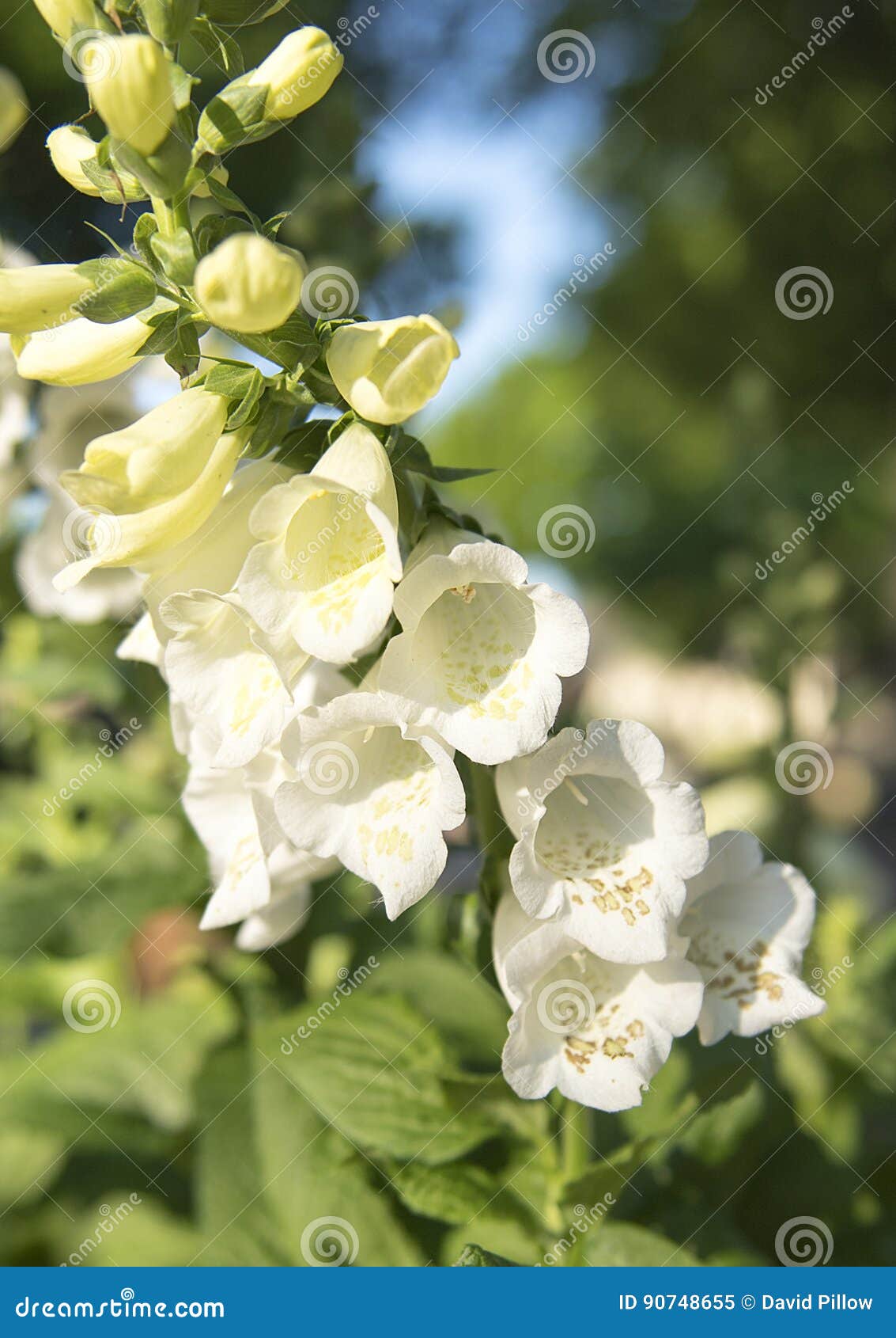 closeup foxglove, digitalis purpura