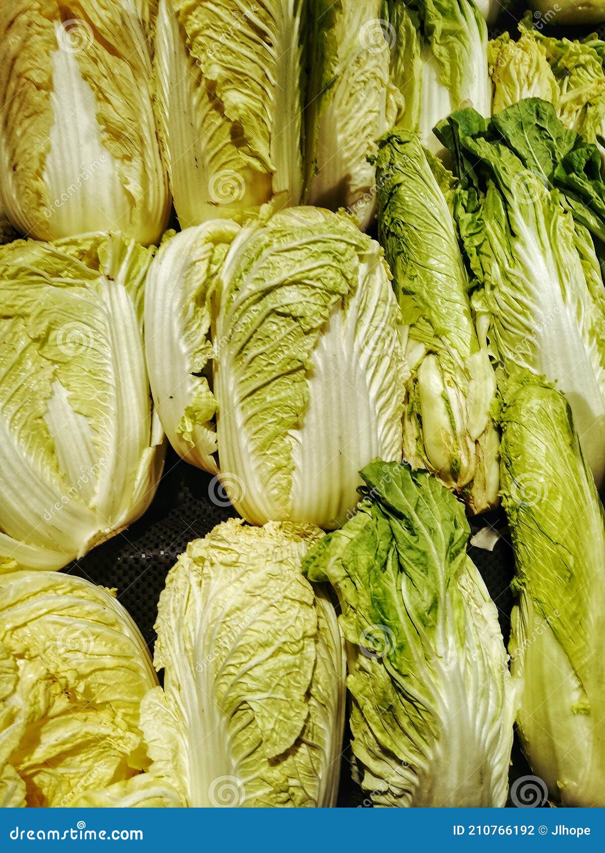 Chinese cabbages stock photo. Image of chinese, vegetables 210766192