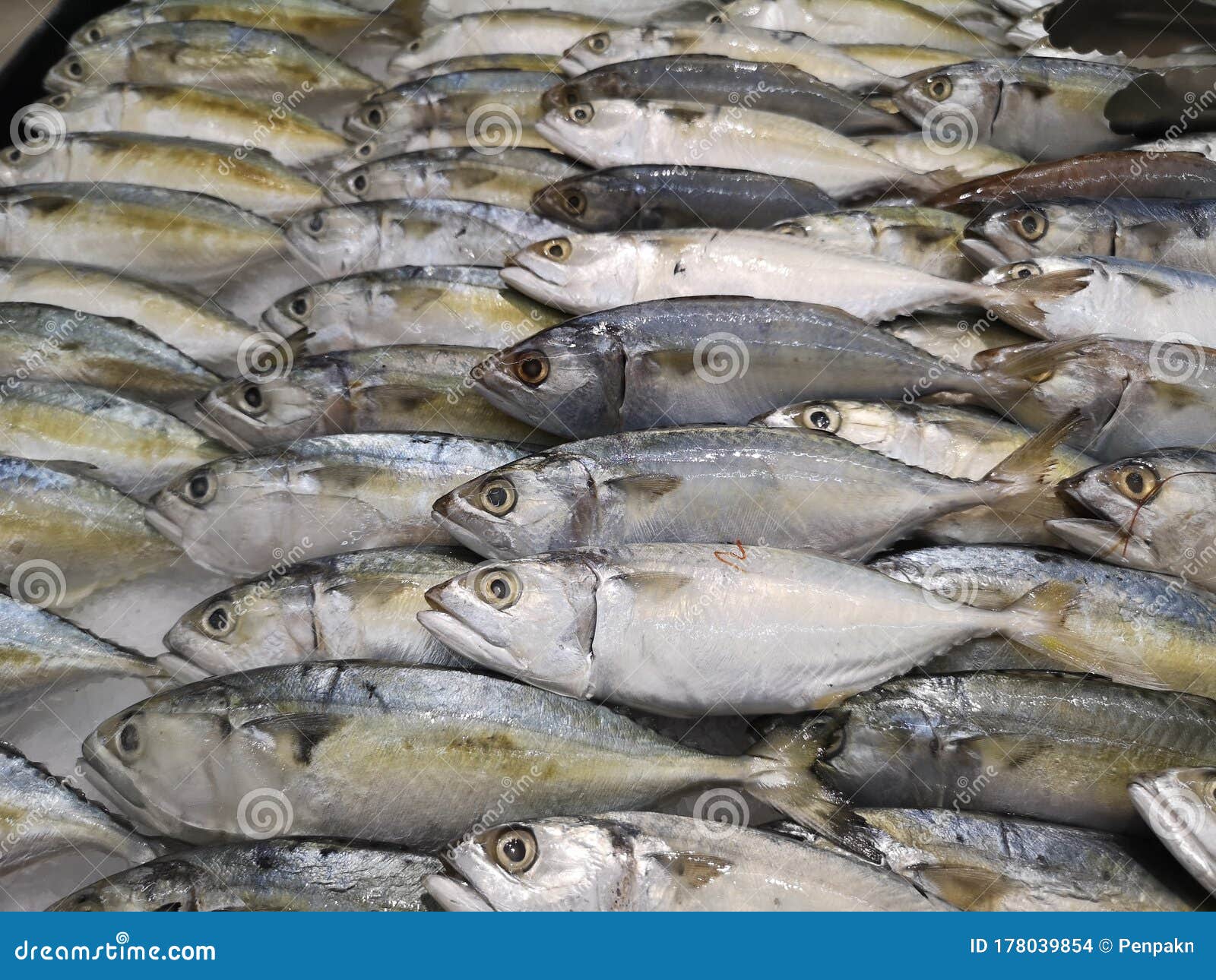 Fresh Fish Sport-bodied Mackerel Arranged Lined Up in a Row on