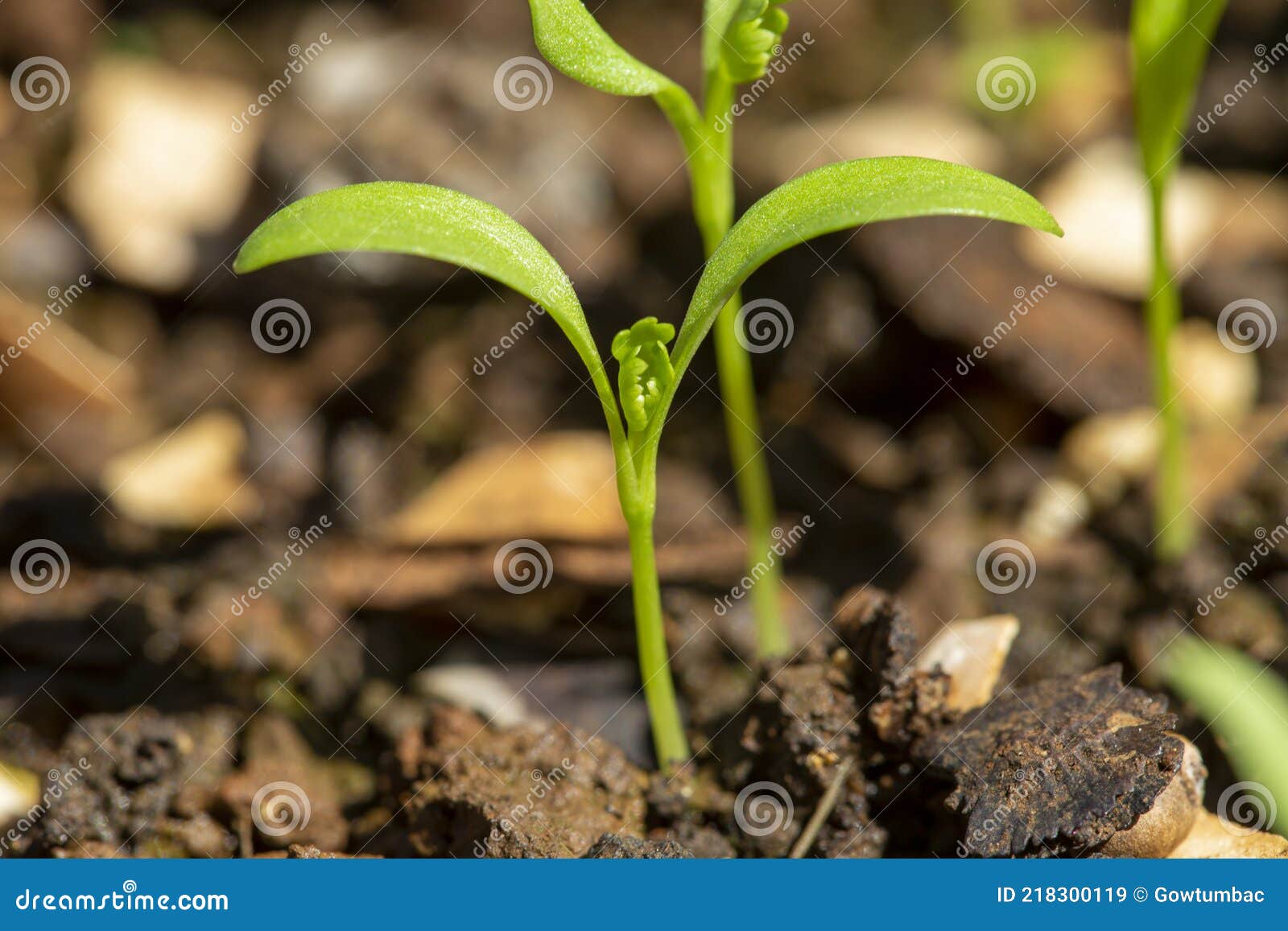 Sprouting Fresh Coriander Plants Stock Image Image of fresh