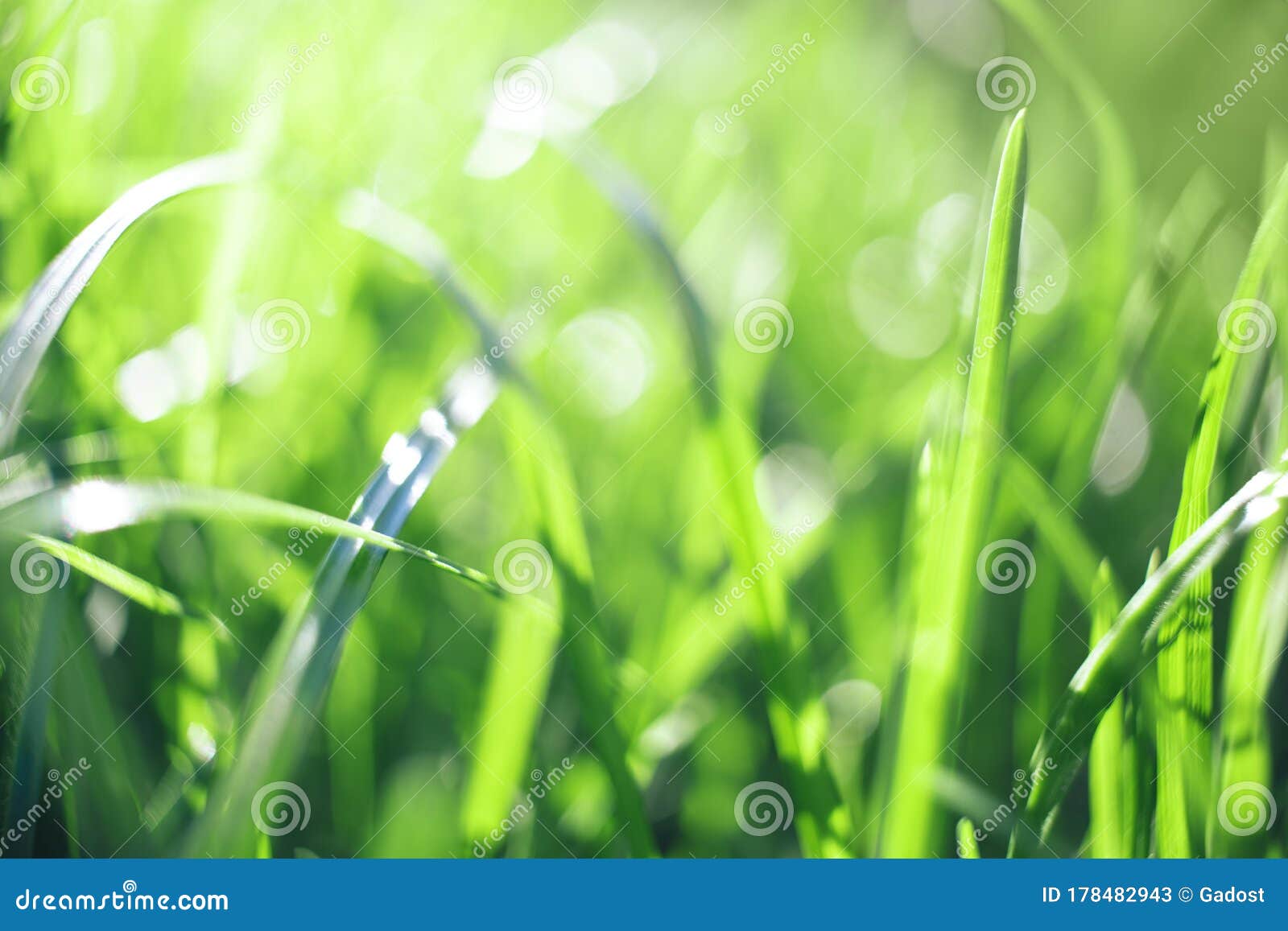 Closeup of Fresh Green Grass for Wallpaper Design Stock Image - Image