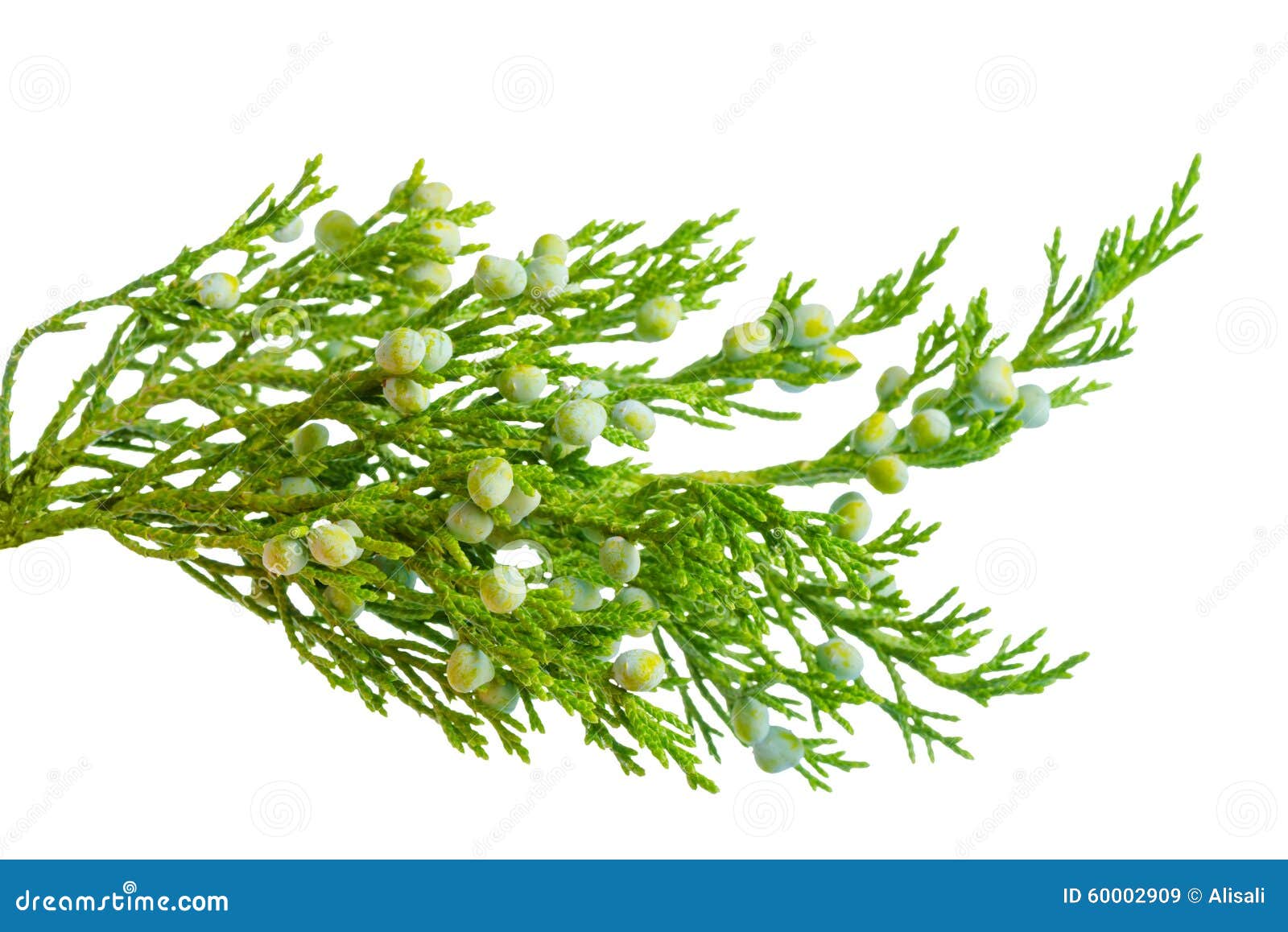 Closeup of Fresh Green Juniper Plant with Berries is Isolated on Stock