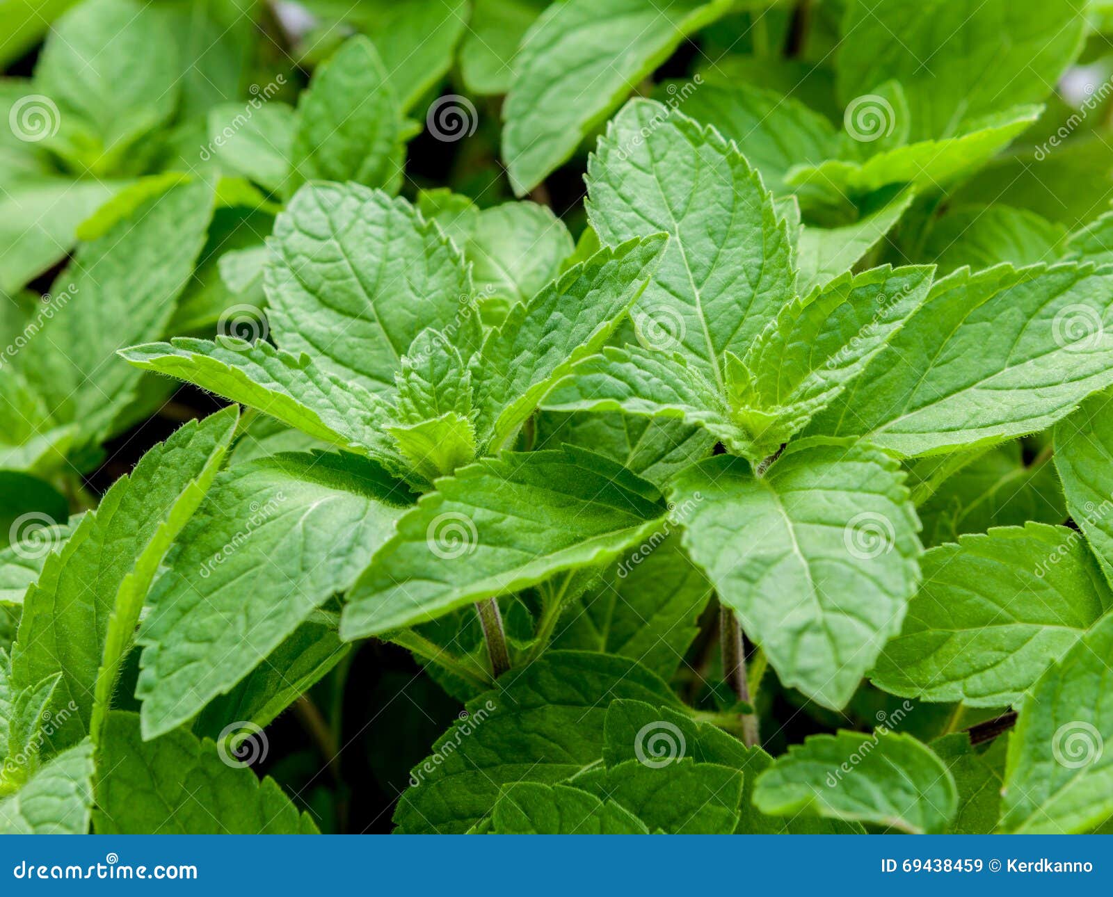 Closeup Fresh Growing Peppermint Leaves . Stock Image Image of health