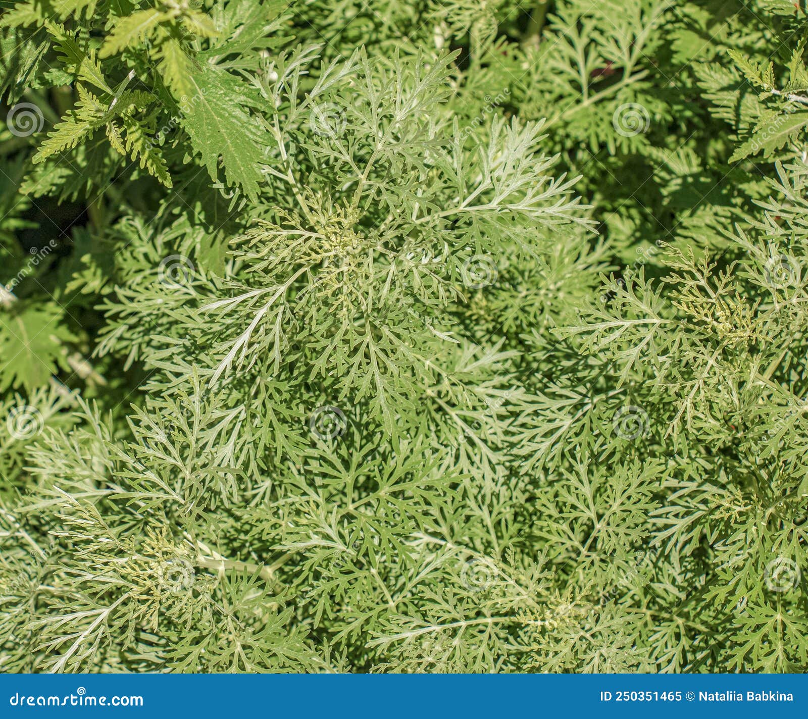 Artemisia annua - Sweet wormwood