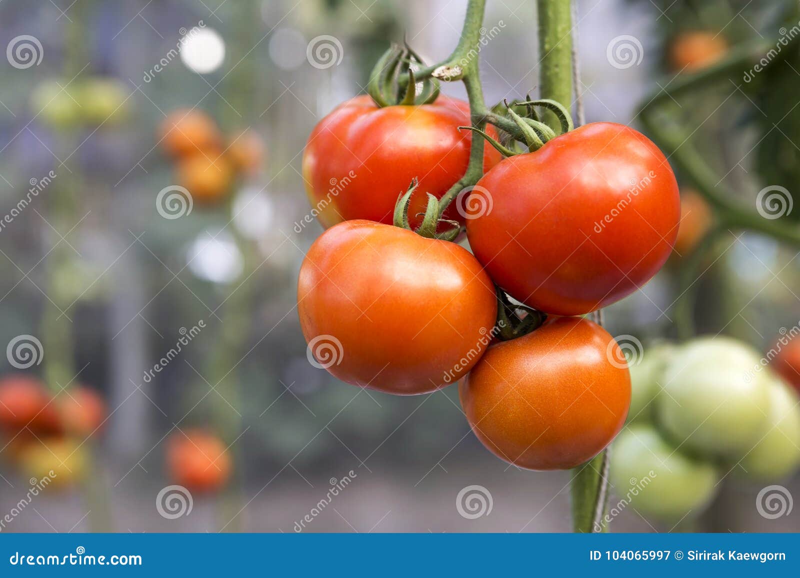 Помидоры бабушкино отзывы. Сорт томата Бабушкино. Бабушкино тепло томат. Томат Хоумстед. Партнер томат Бабушкино.