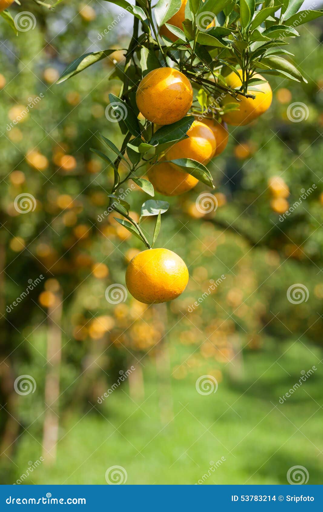 Closeup Fresh Orange on Plant, Orange Tree Stock Photo Image of