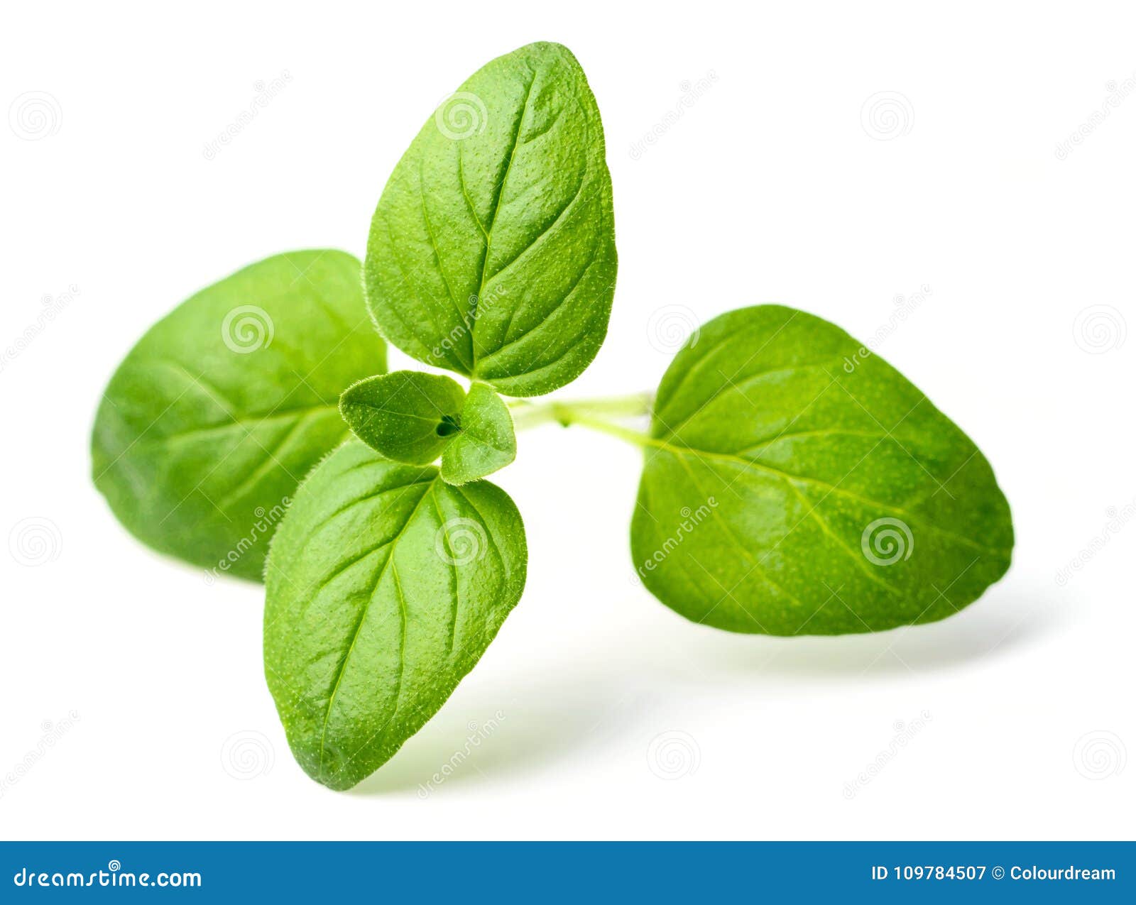 Fresh Oregano Leaves Isolated on White Stock Image Image of