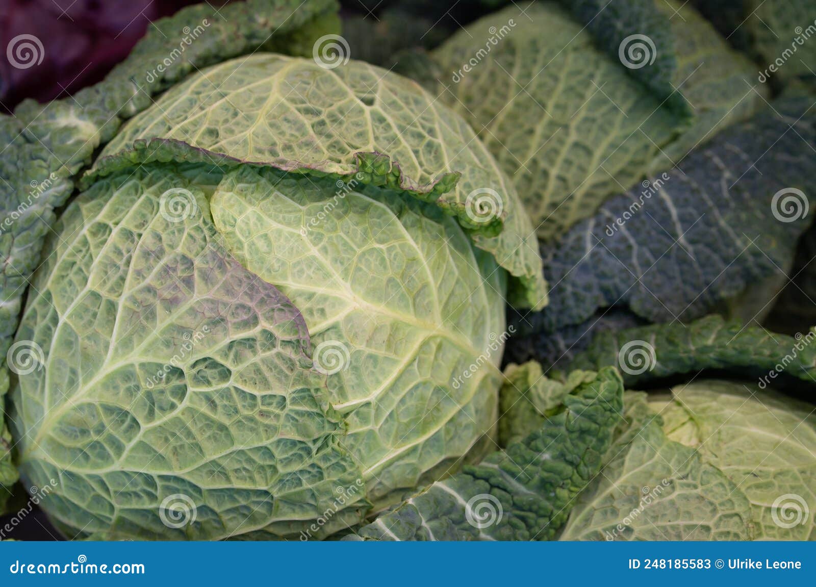 Closeup of Fresh Organic Savoy Cabbage Lying Side by Side for Sale
