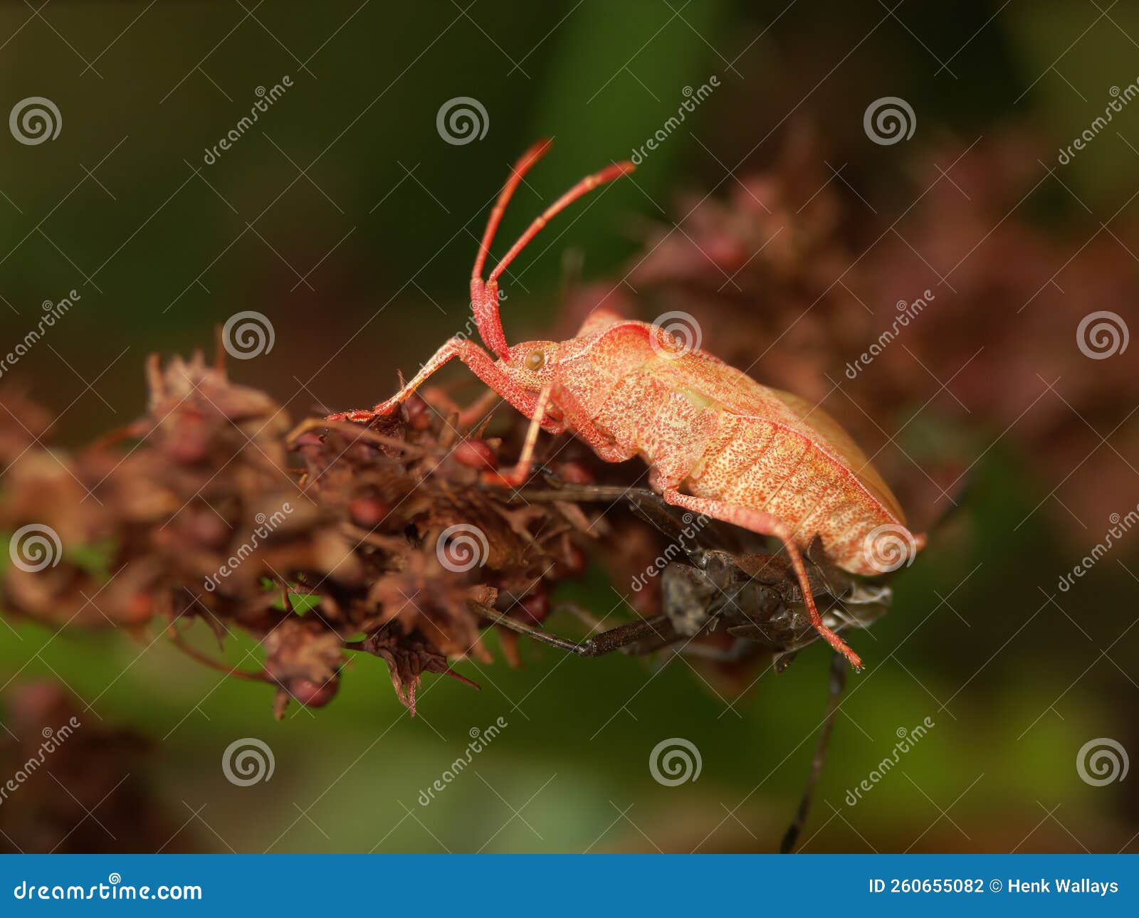 closeup on a fresh pale colored metamorphosed adult dock bug,coreus marginatus