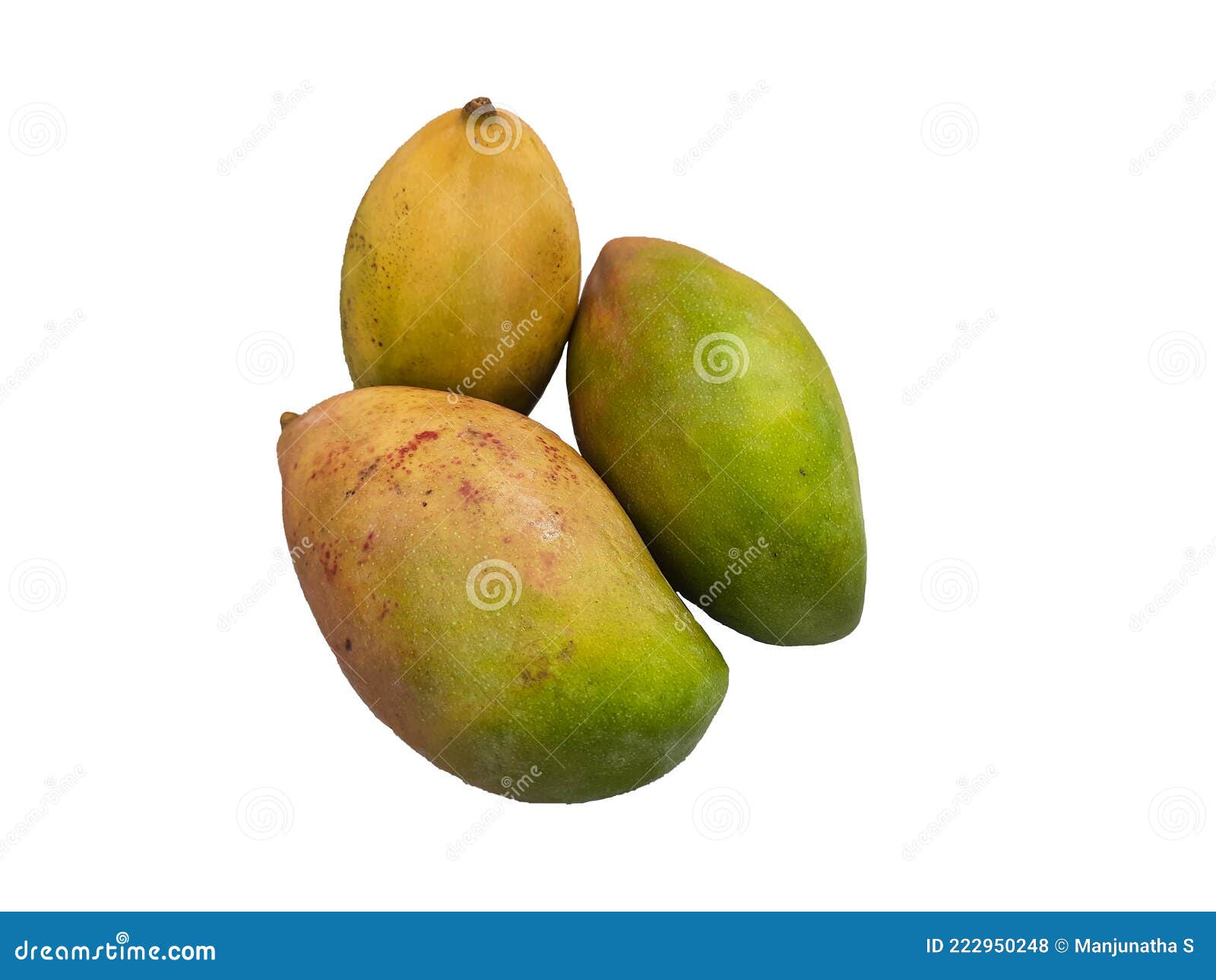 fresh totapuri or gini moothi mangoes  on white background