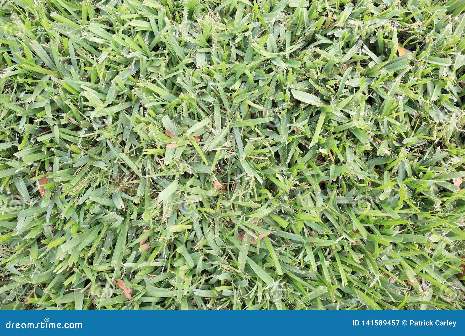 Closeup of Freshly Mowed Green Grass Lawn Background Stock Image