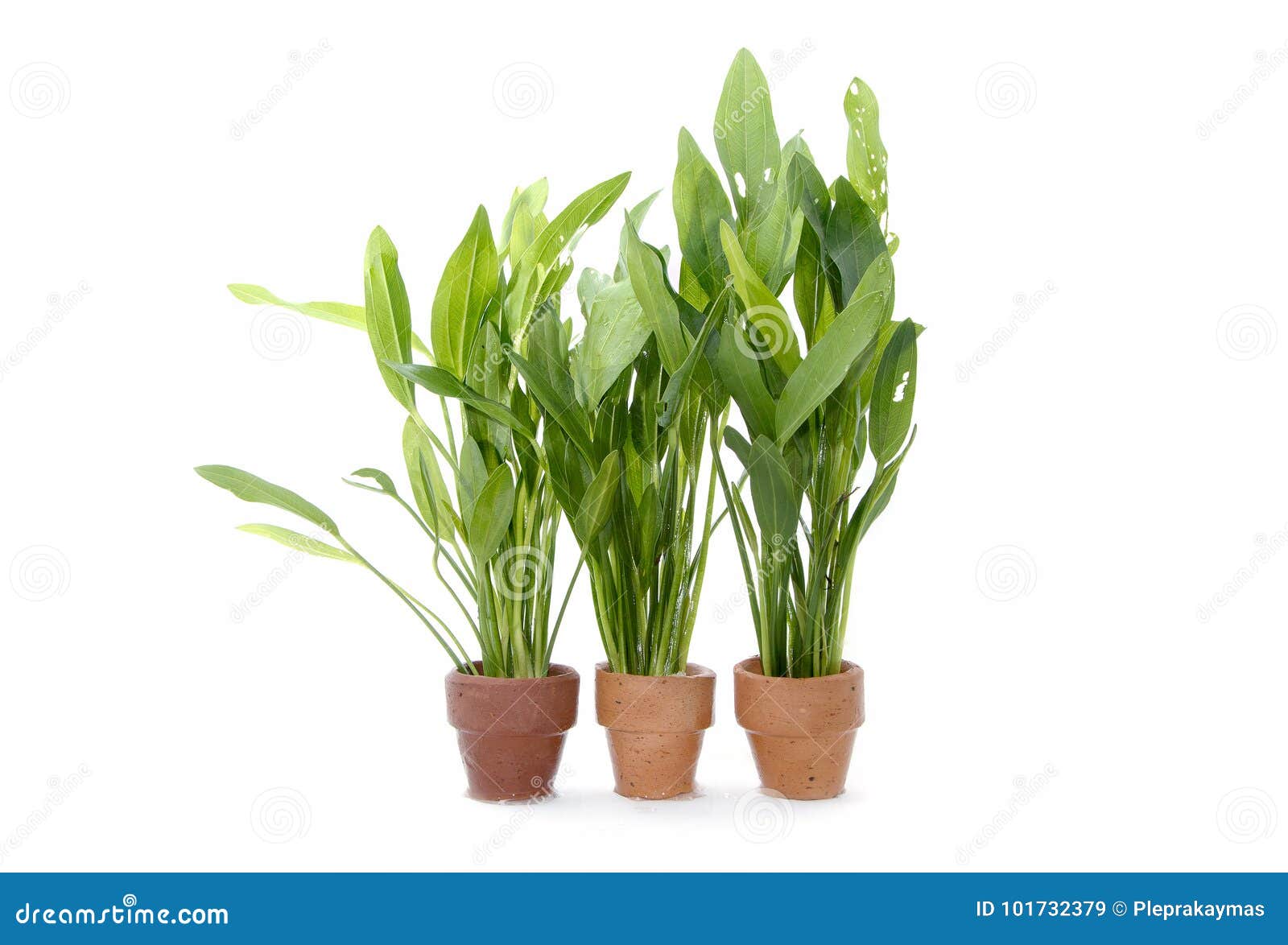 aquarium green plants