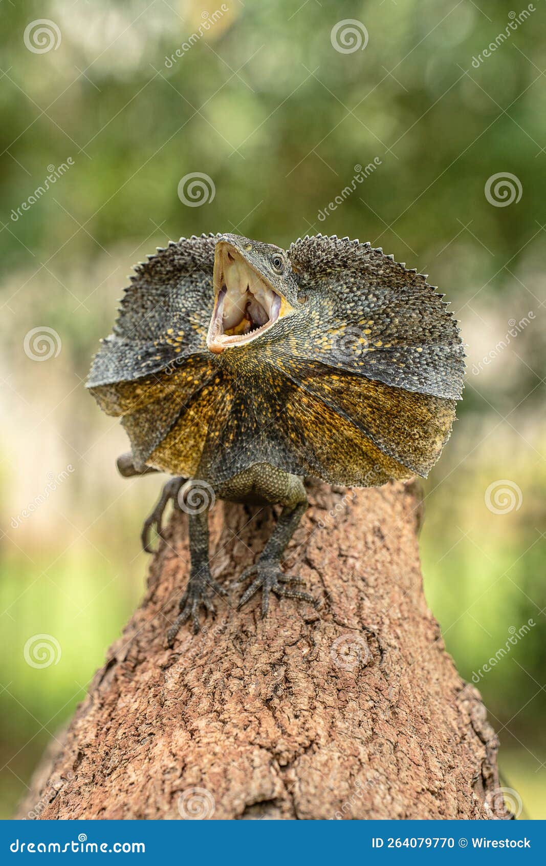285 Frilled Necked Lizard Stock Photos - Free \u0026 Royalty-Free Stock Photos  from Dreamstime, image size:1067x1690