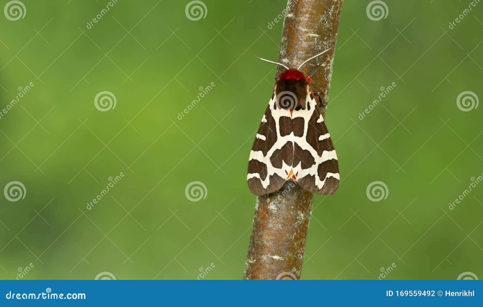 garden tiger moth, arctia caja resting on birch twig