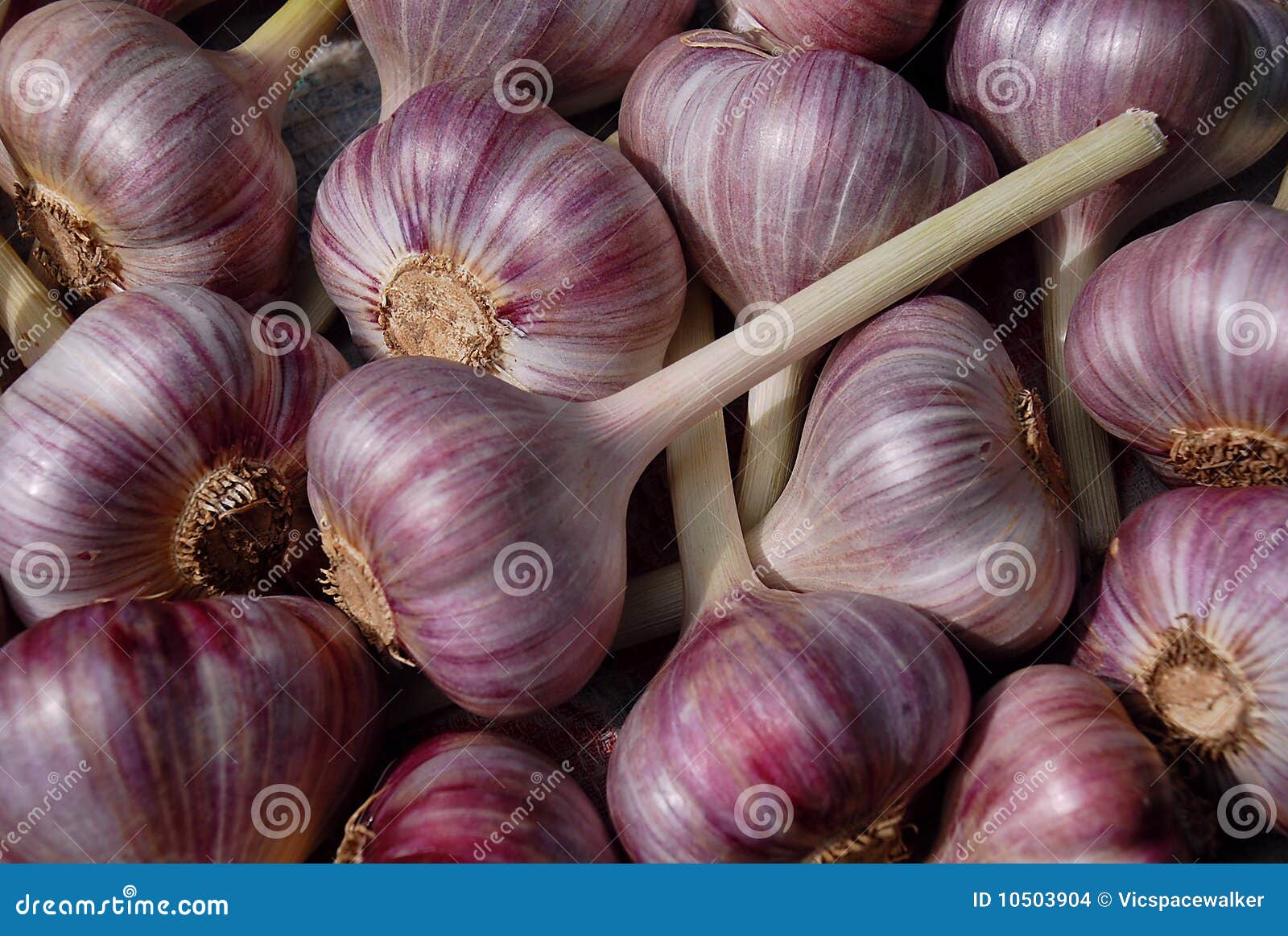 Closeup Garlic Bulbs stock photo. Image of drying, nutrition 10503904