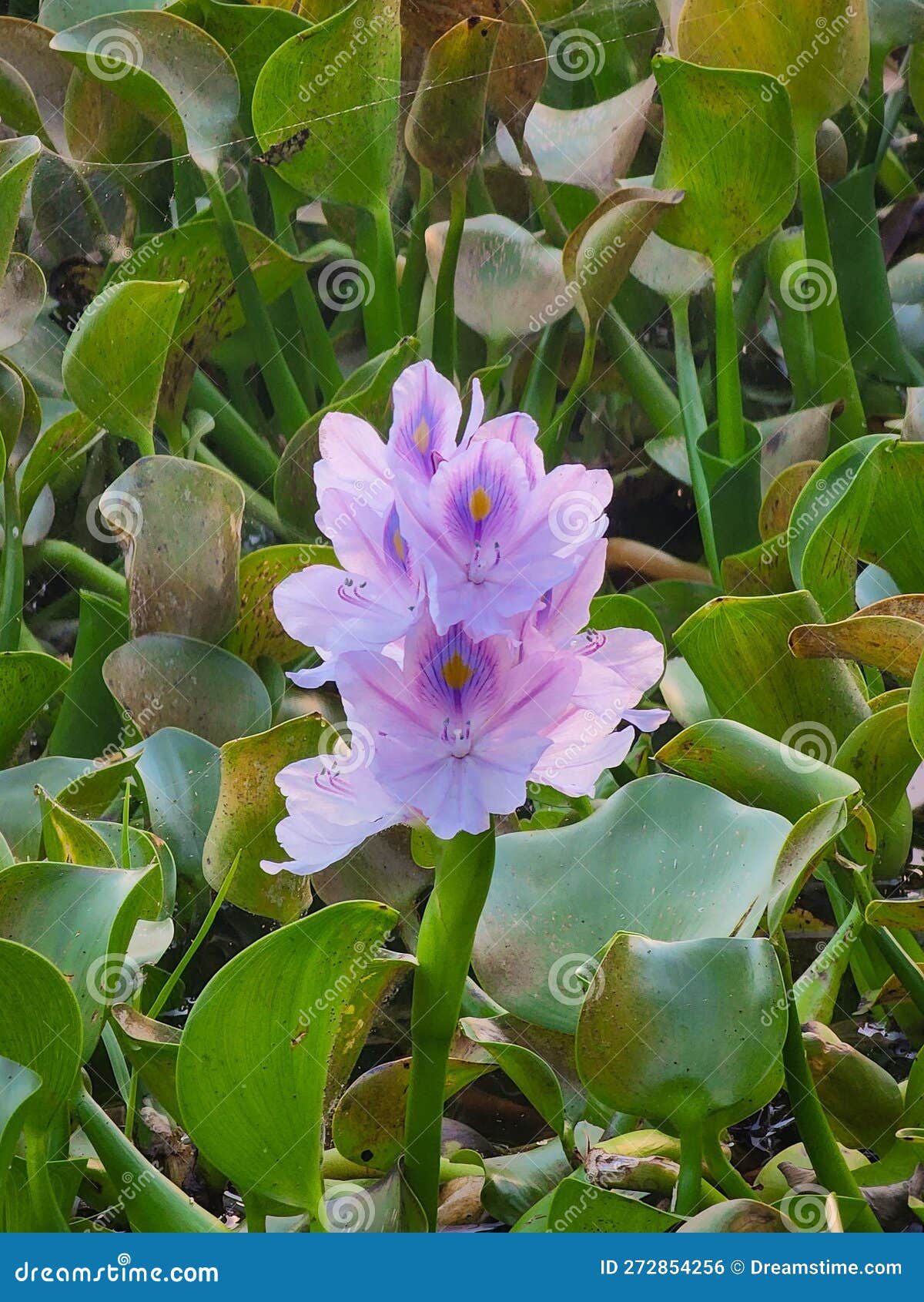 closeup of the gentle lilac eyhorniya or (eichornia crassipes) in the garden