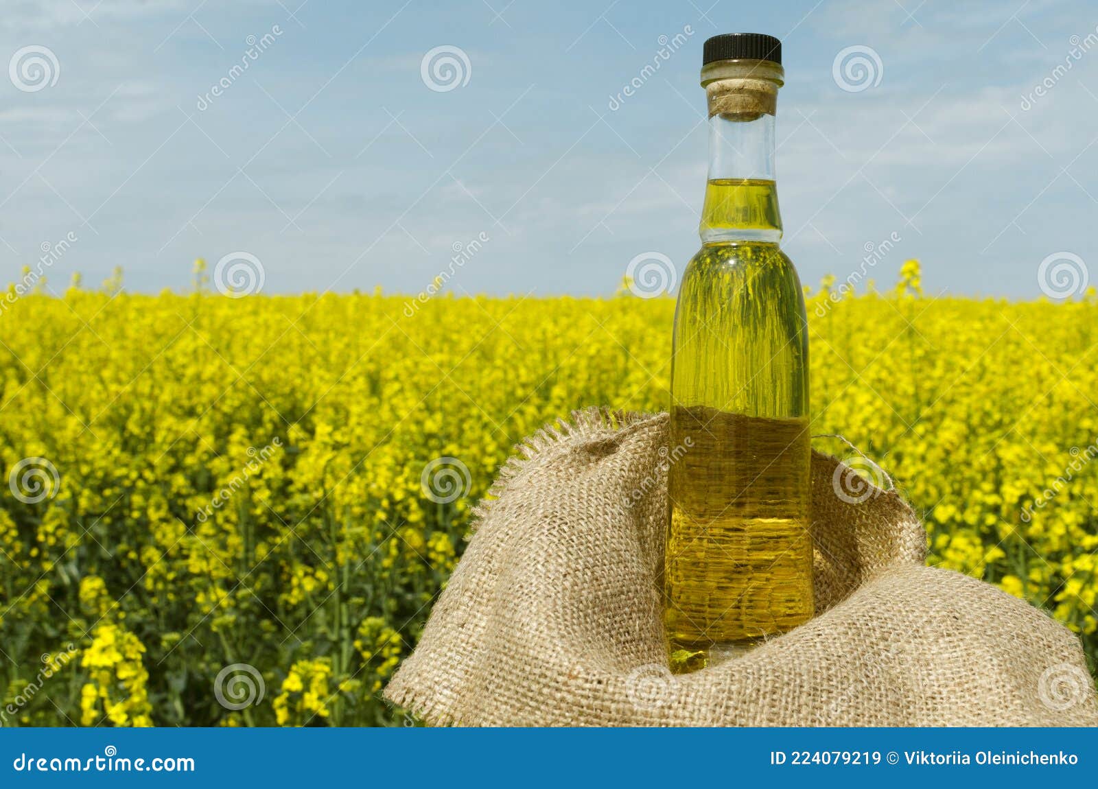 closeup of glass bottle of canola oil, sackcloth against canola field.empty space