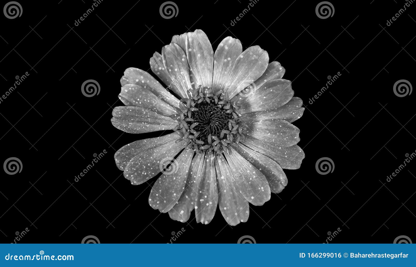 closeup of a glittering black and white zinnia  on black background