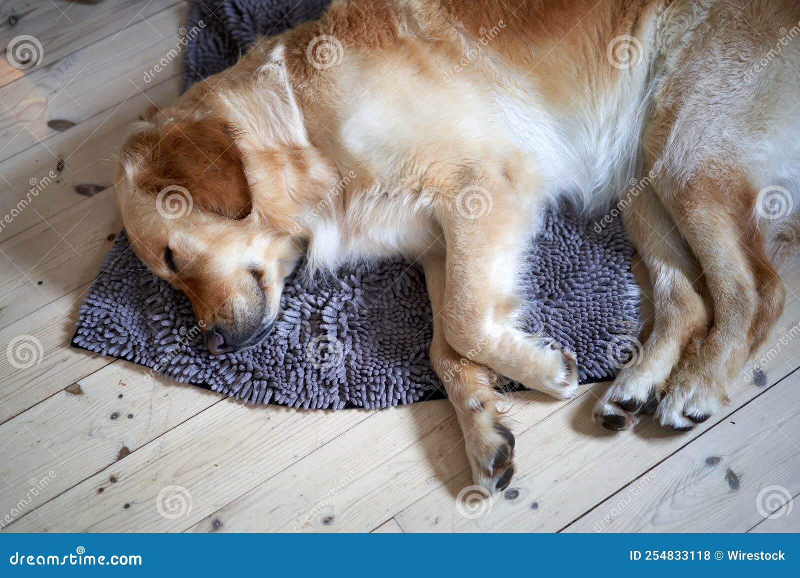 Closeup of a Golden Retriever Sleeping on a Blanket on the Floor Stock
