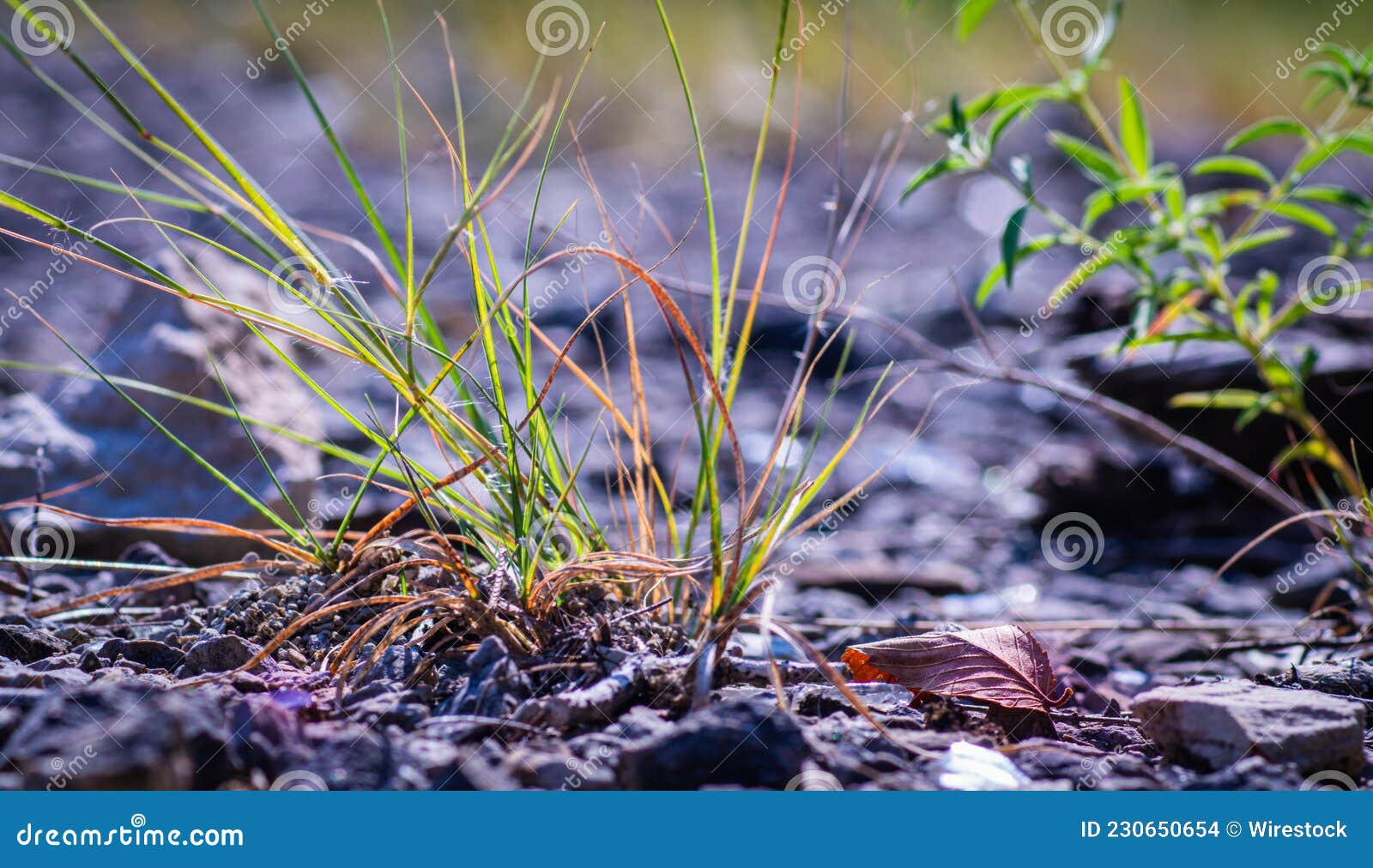 Closeup of a Grass Growing on Rocky Ground Stock Photo Image of