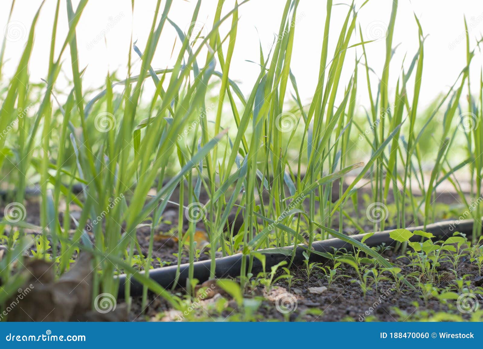 Closeup of Grasses Growing on the Ground Stock Photo Image of growing, ground 188470060