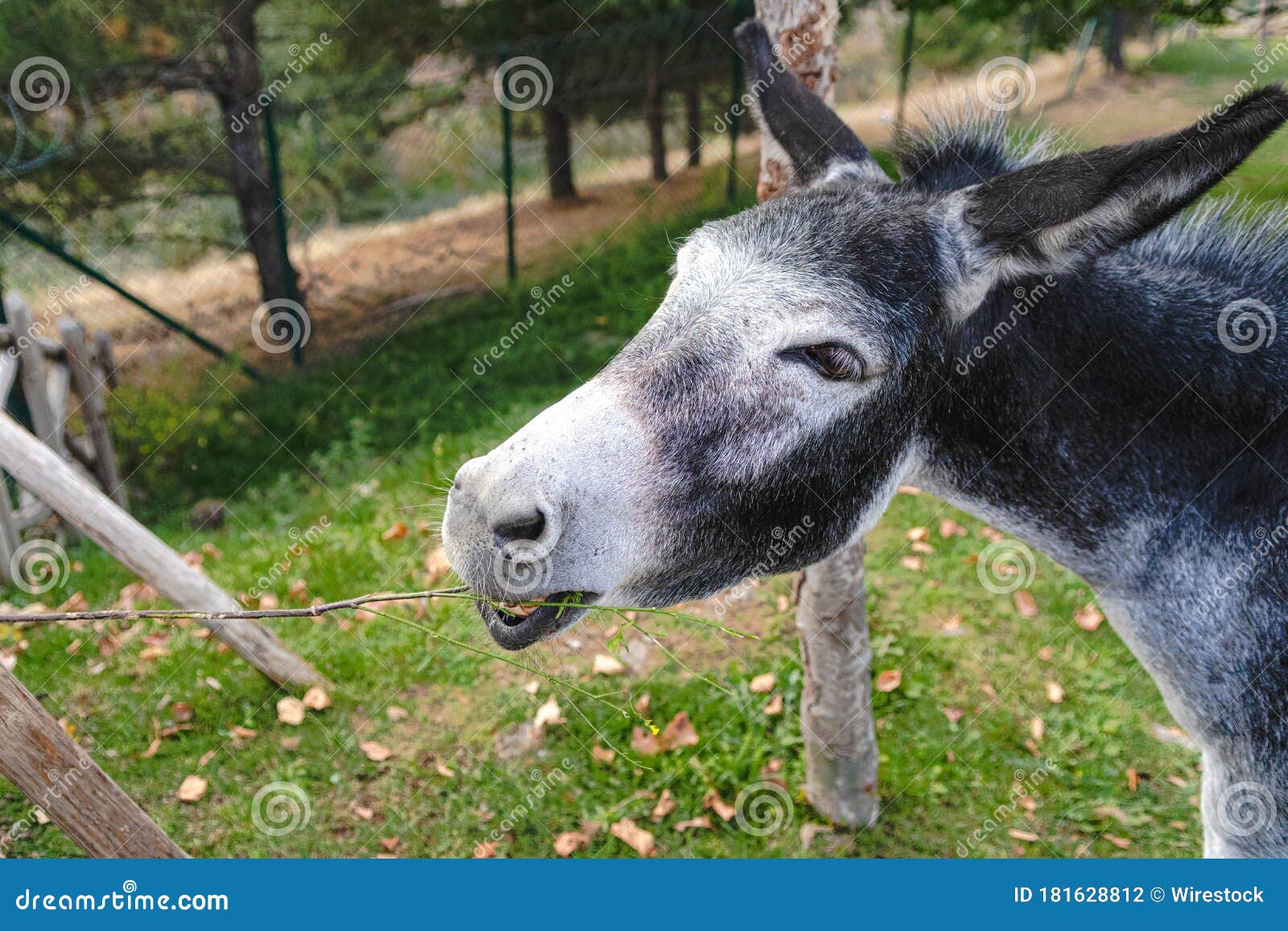 Closeup of a Gray Donkey Eating Leaves from a Small Tree at a Farm