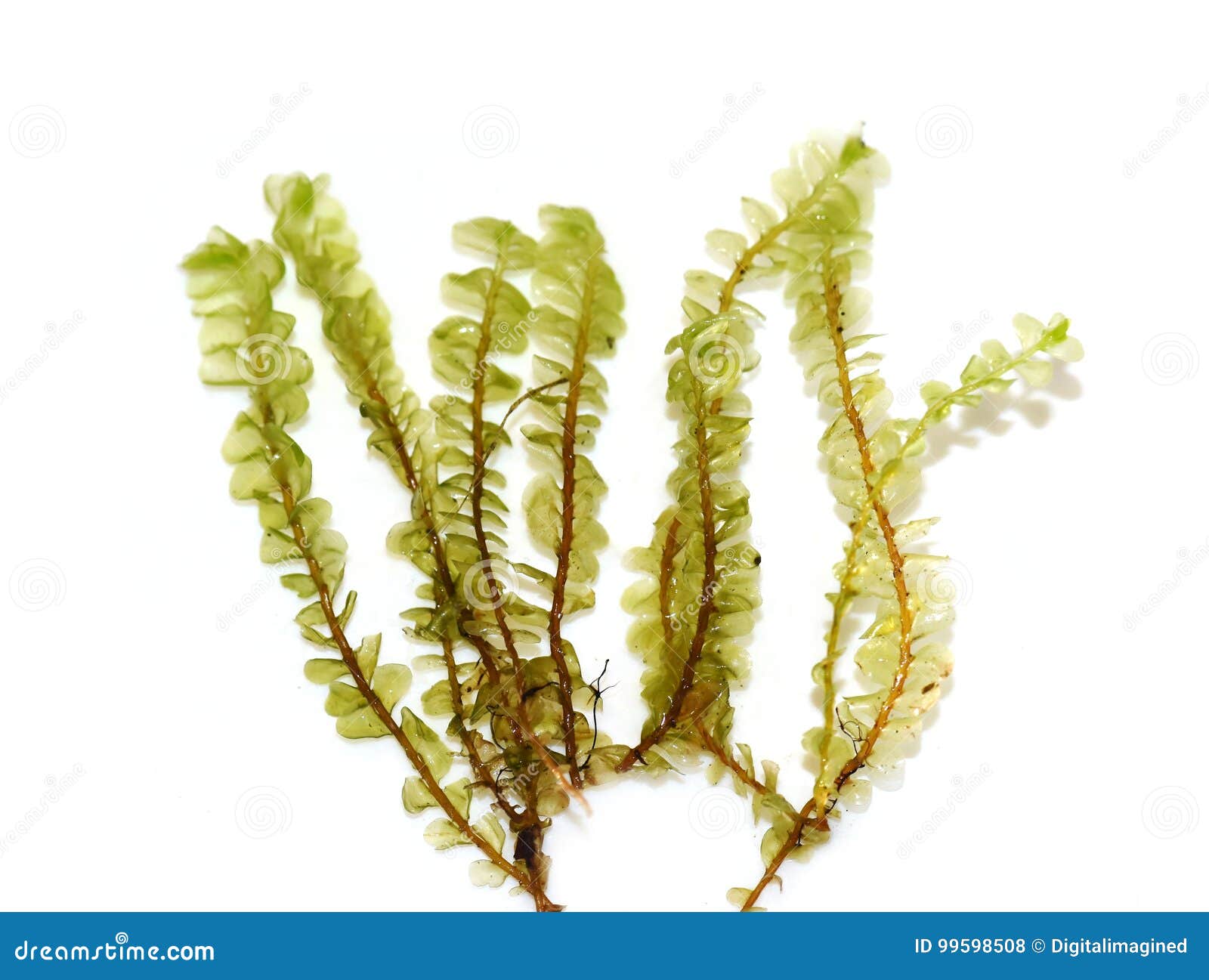 liverwort moss