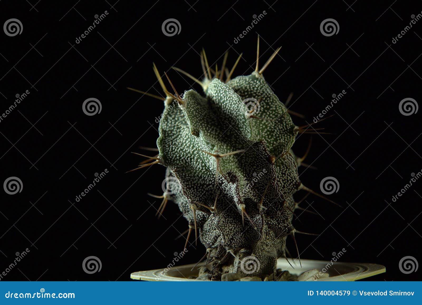 green cactus with sharp needles on dark background